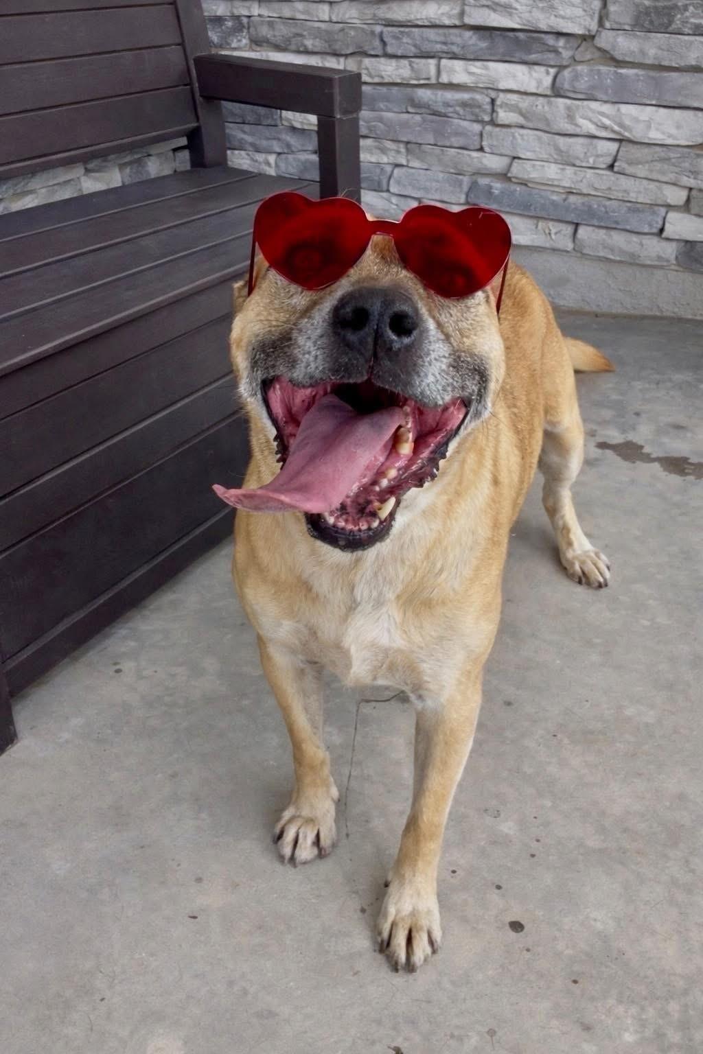 Enlarge Maverick, a Adoptable mixed breed in El Paso, TX image 2/3