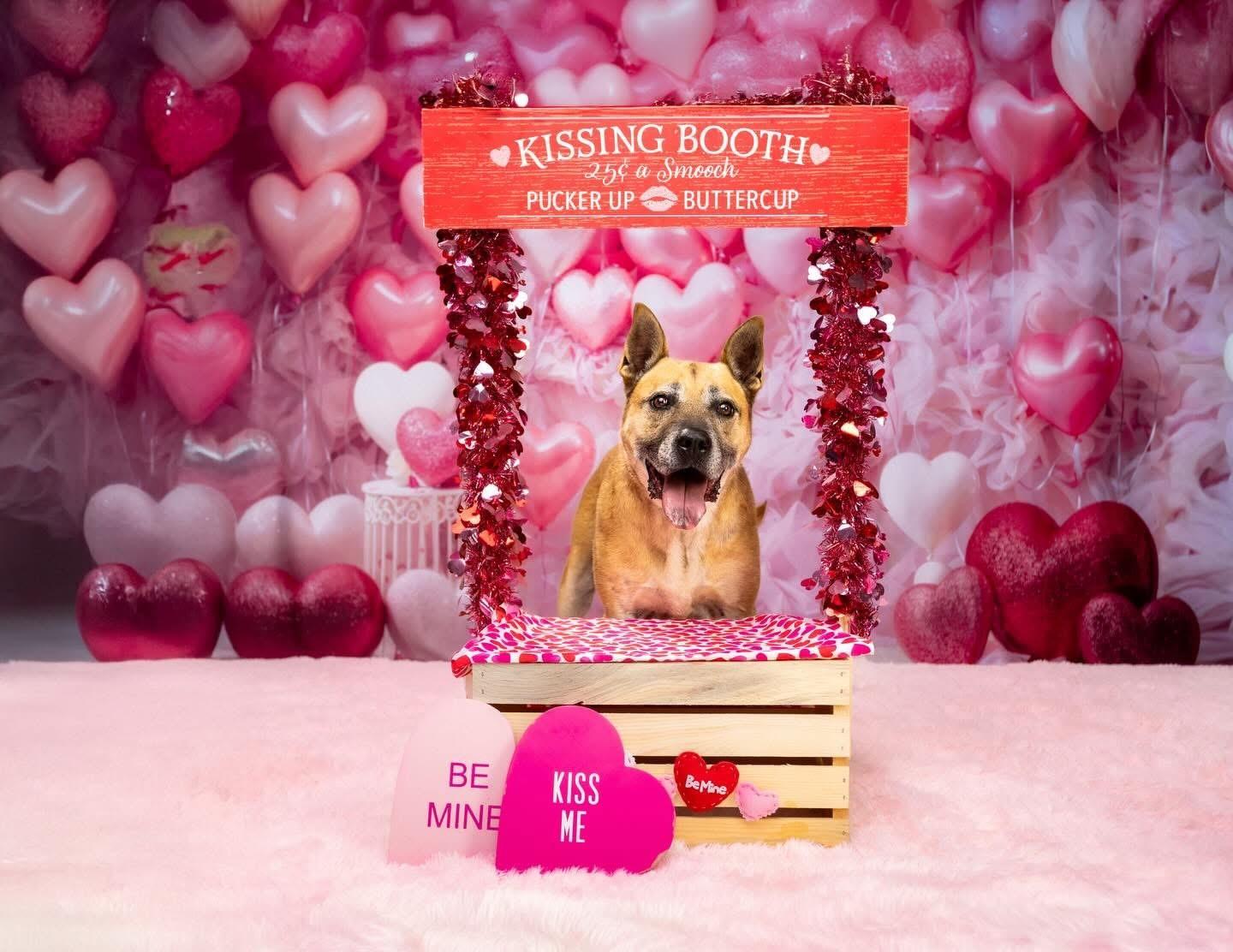 Maverick, Adoptable, Adult Male Shepherd.