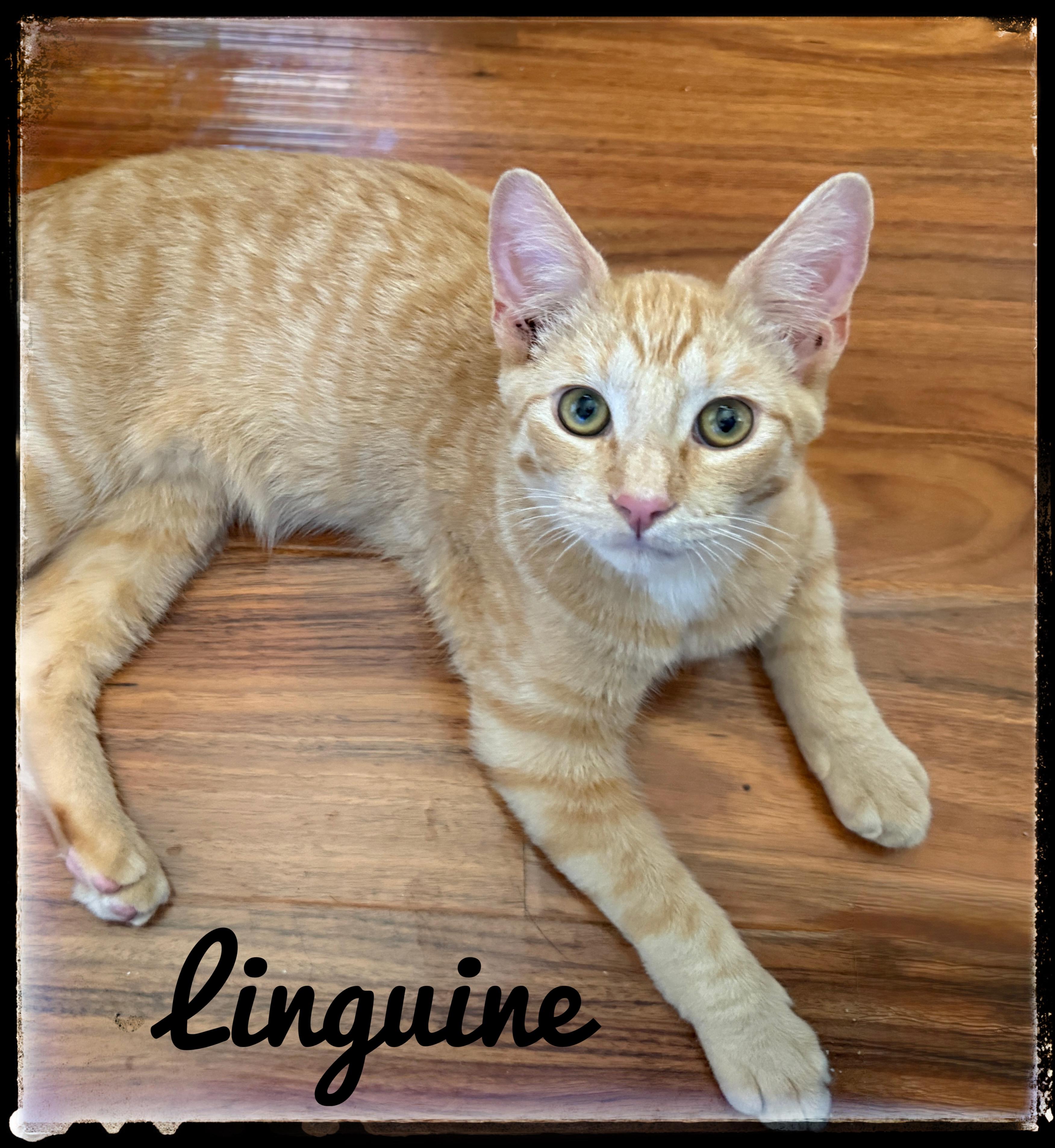 Linguine, Adoptable, Kitten Male Domestic Short Hair.