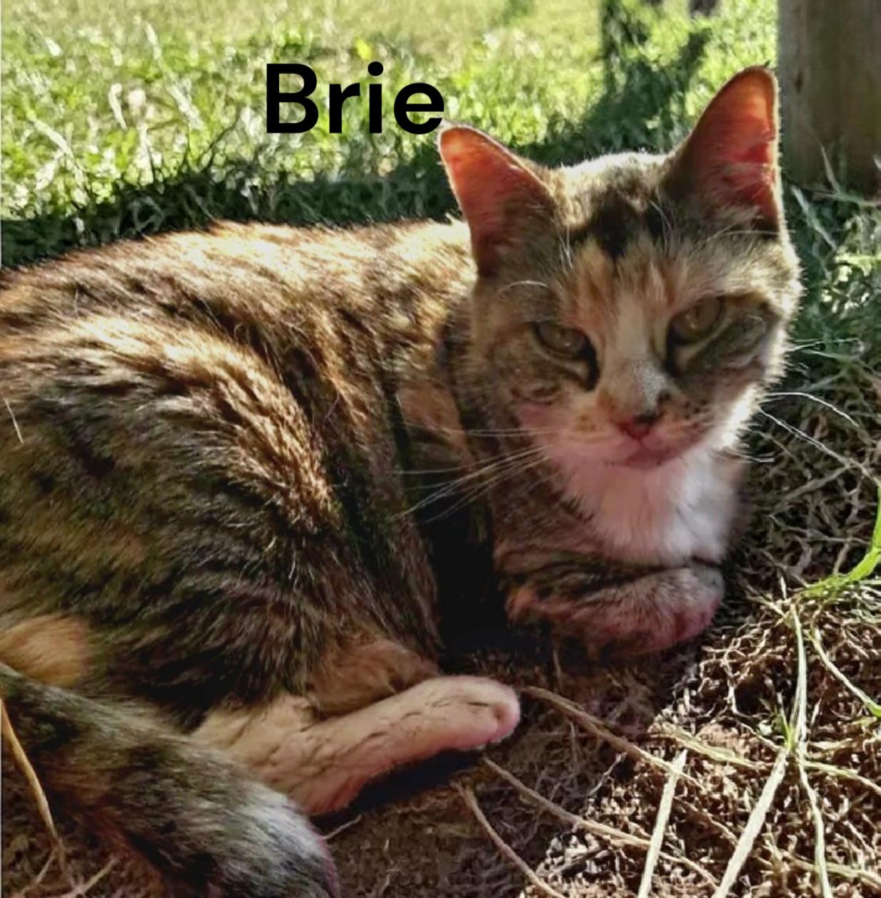 Brie, Adoptable, Senior Female Calico.