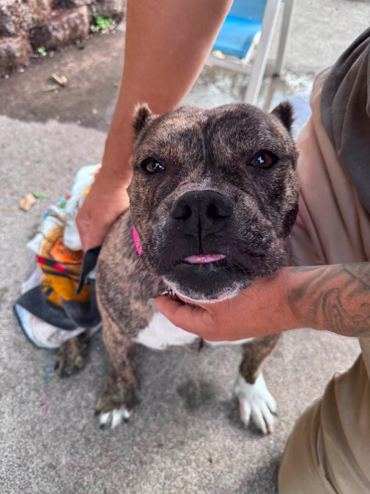 Olympia, adoptable, Adult Female American Bulldog & Pit Bull Terrier.