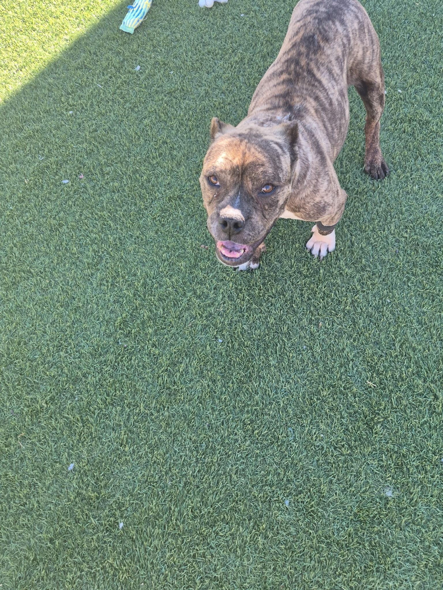 Olympia, an adoptable mixed breed in San Rafael, CA image 3/5