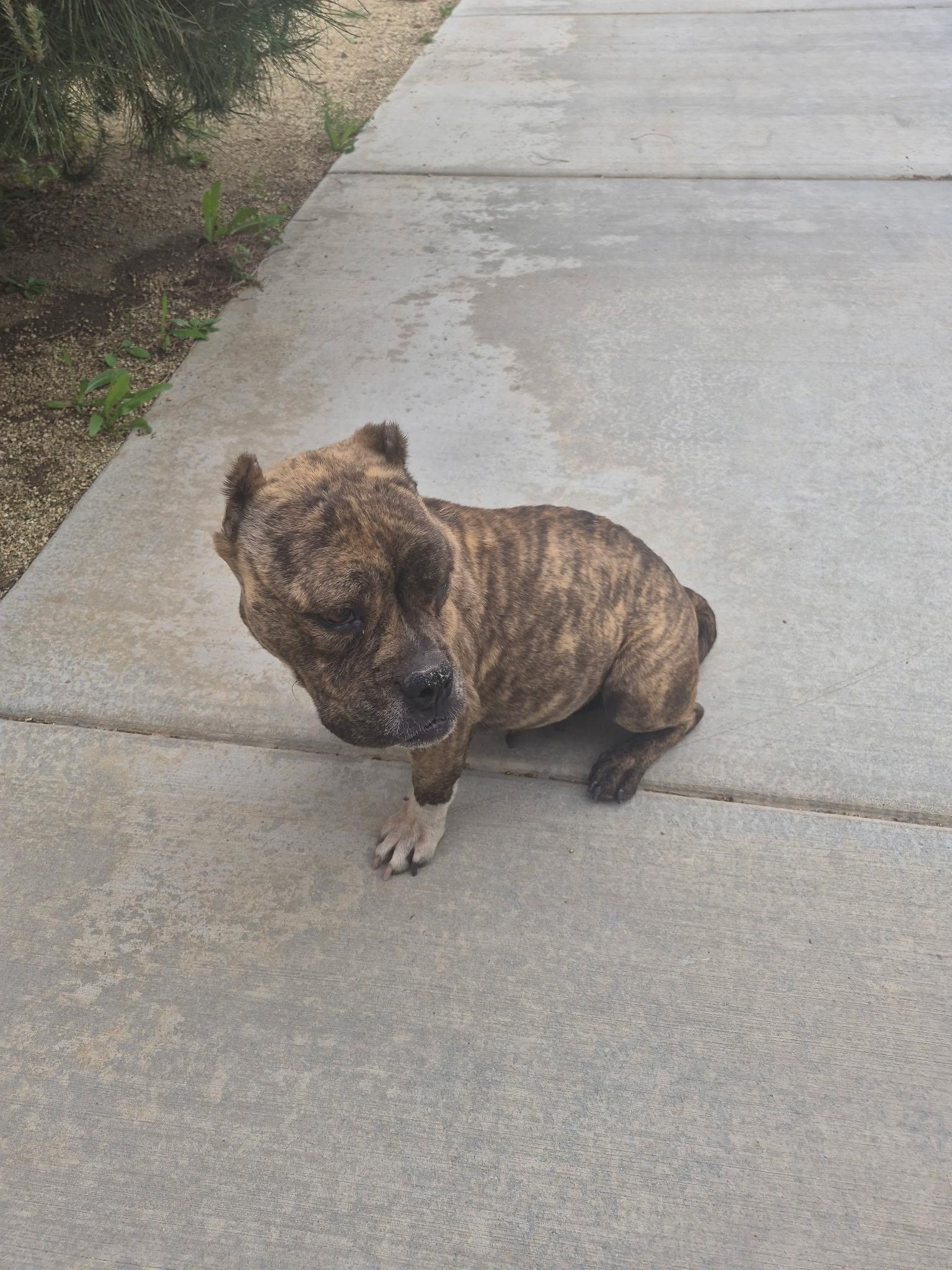 Olympia, an adoptable mixed breed in San Rafael, CA image 5/5