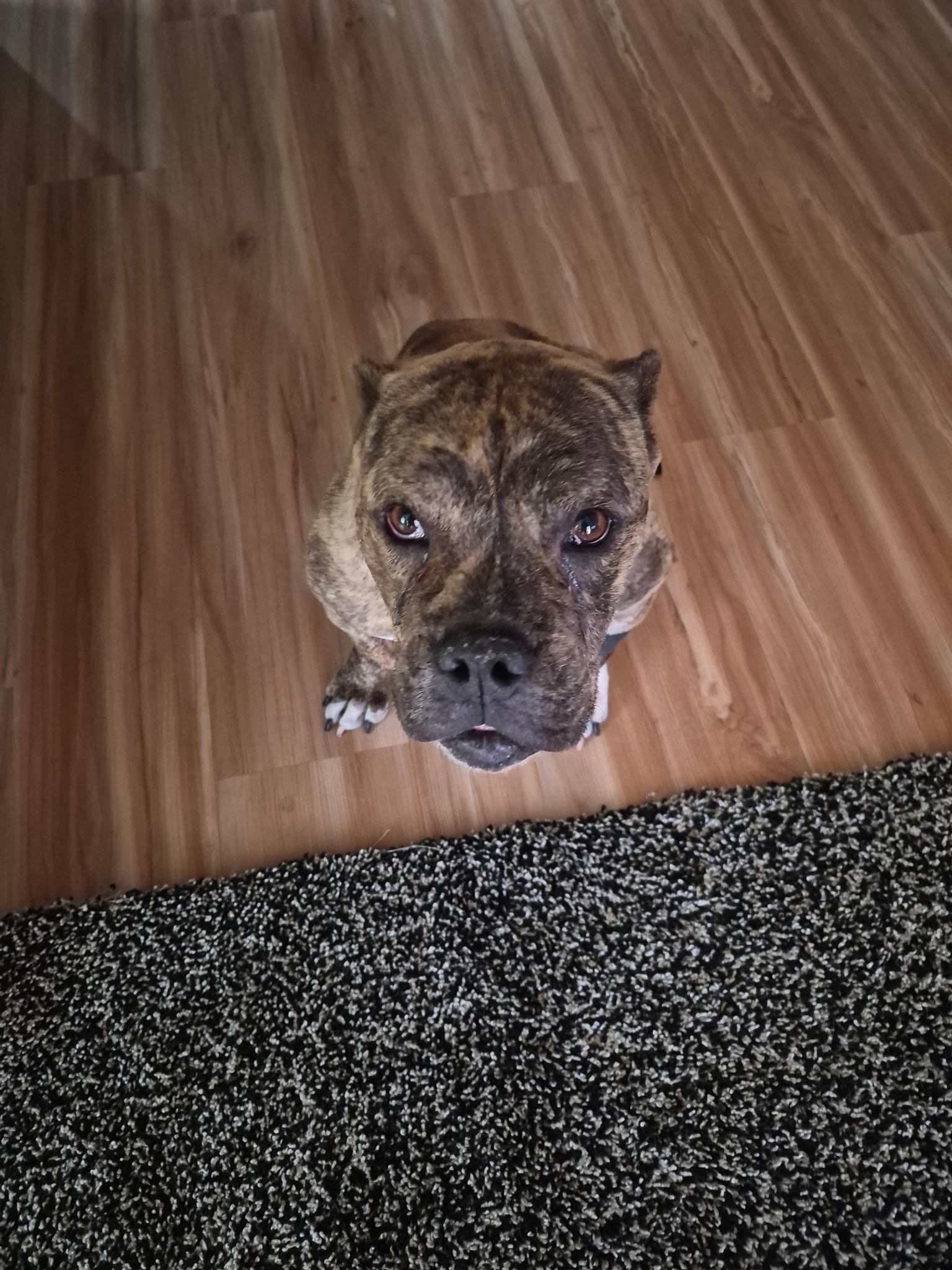 Olympia, an adoptable mixed breed in San Rafael, CA image 2/5
