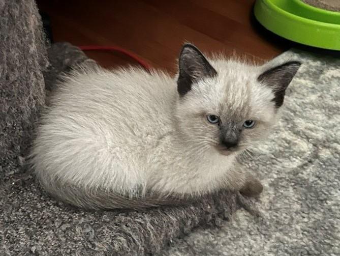 Dollop, adopted, Kitten Male Siamese.