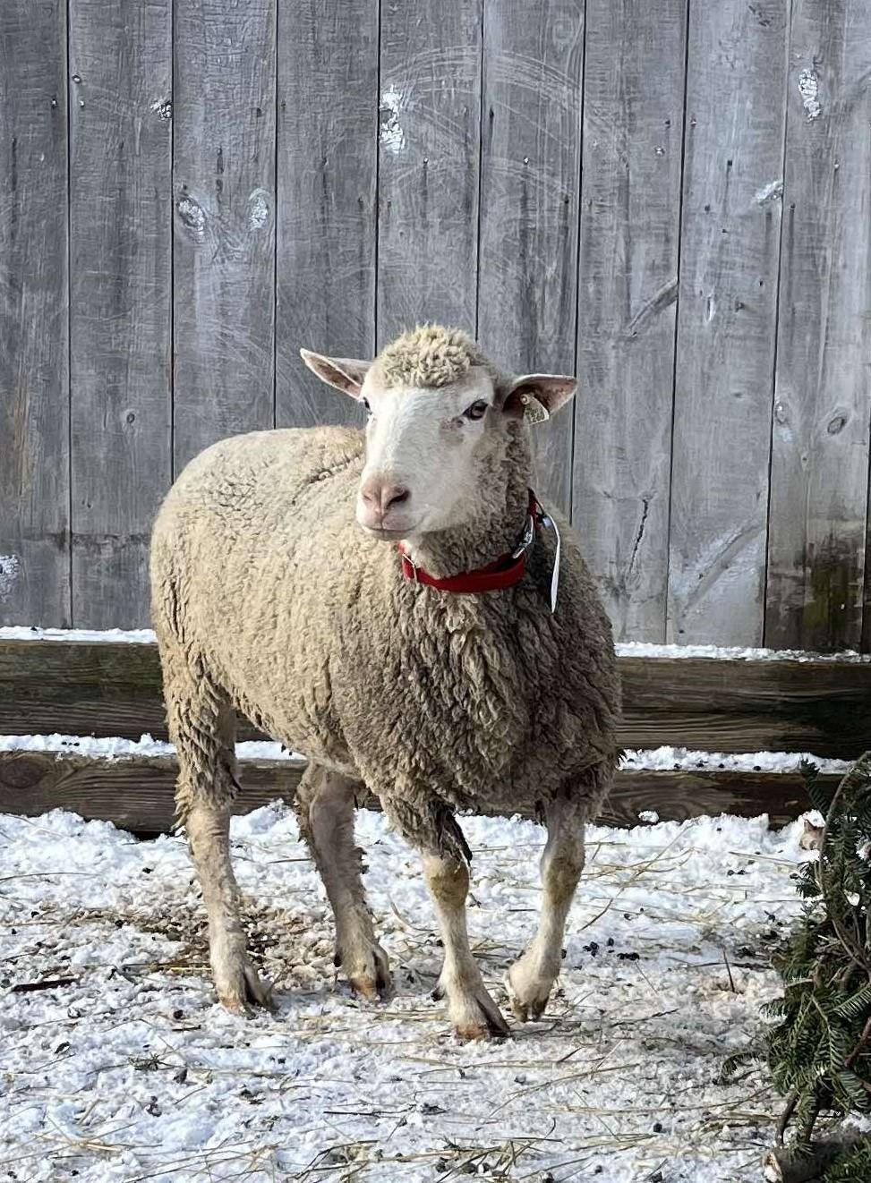 Fay, Adult Female unknown