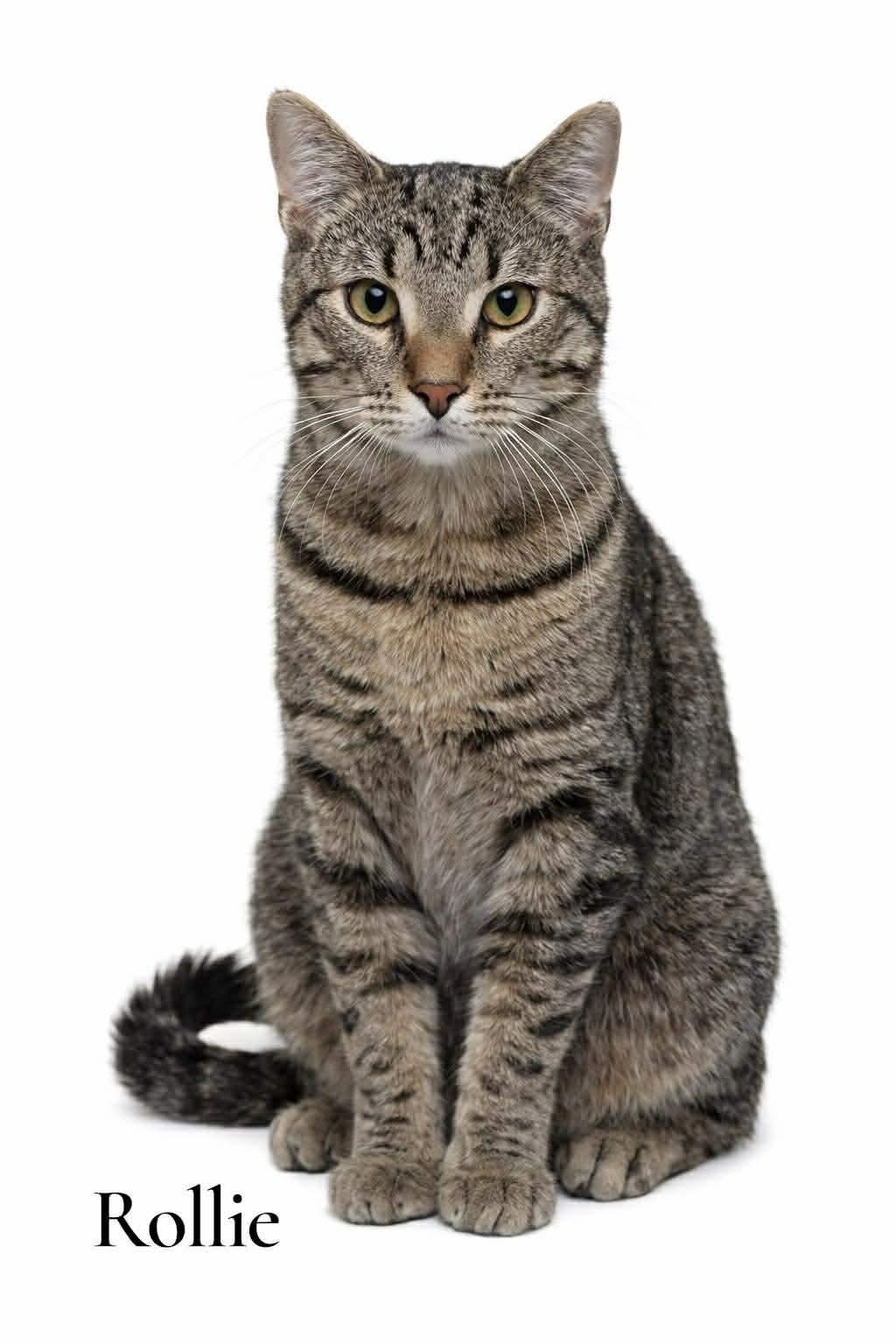 Rollie, ADOPTABLE, Young Male Domestic Short Hair.