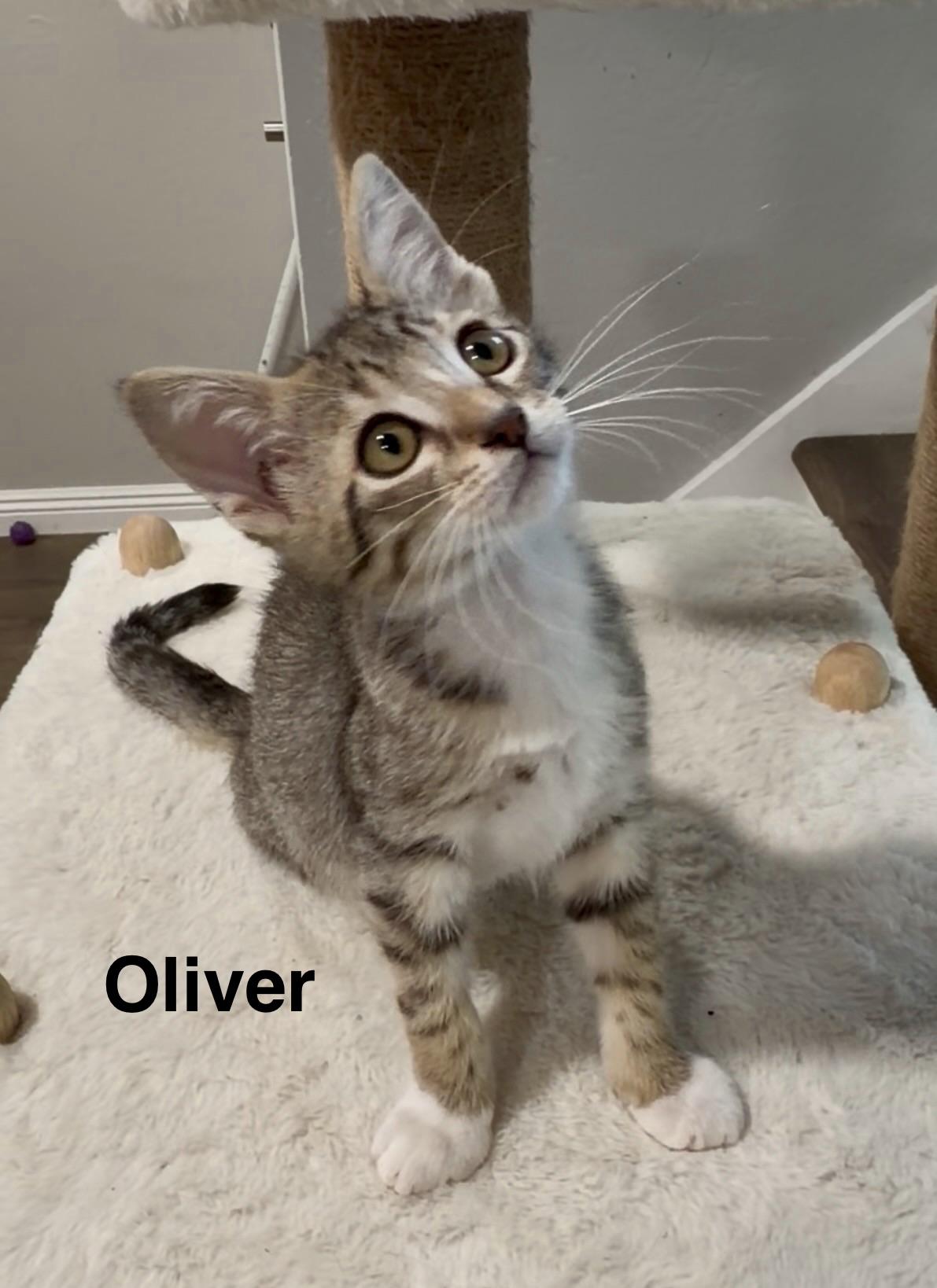 Oliver, ADOPTABLE, Kitten Male Tabby.