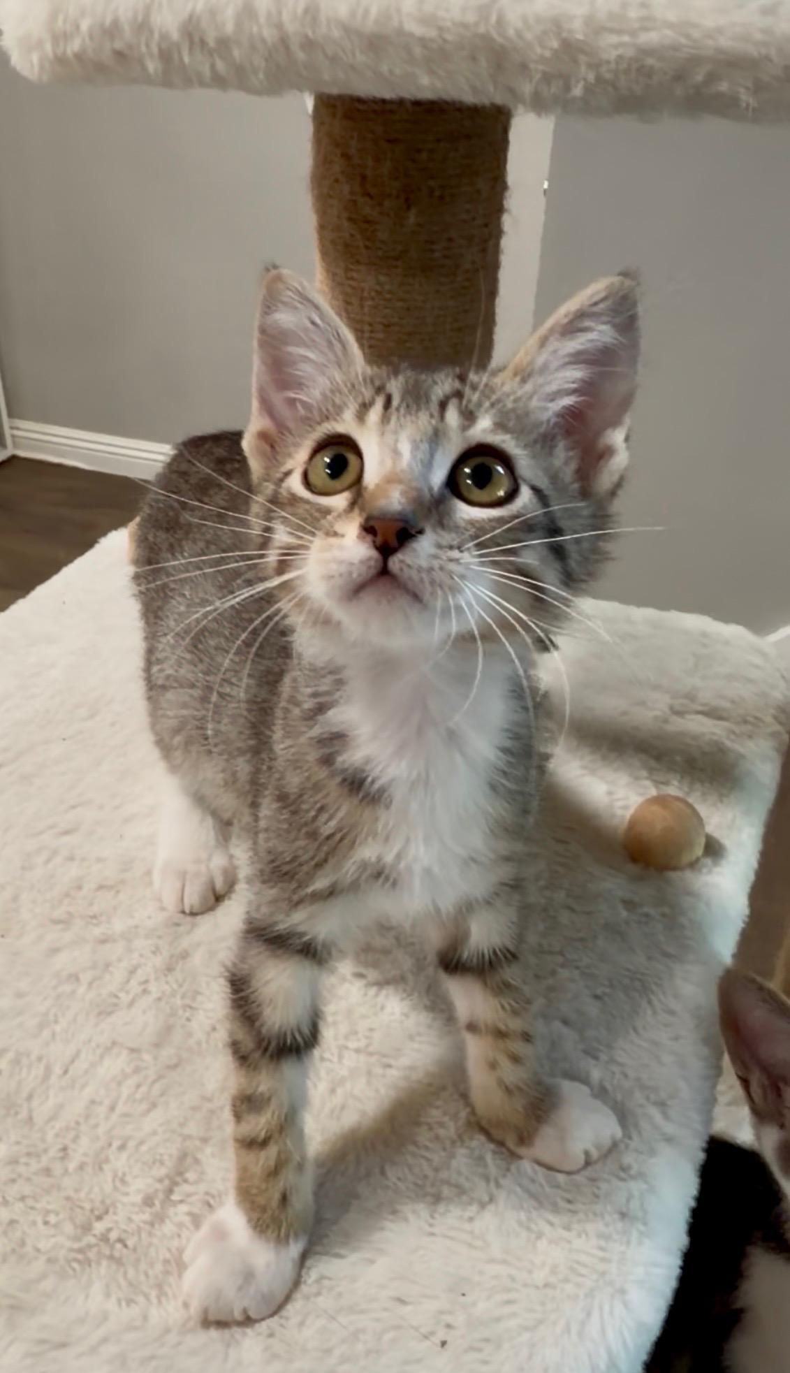 Enlarge Oliver, a ADOPTABLE Tabby in Oakley, CA image 2/4