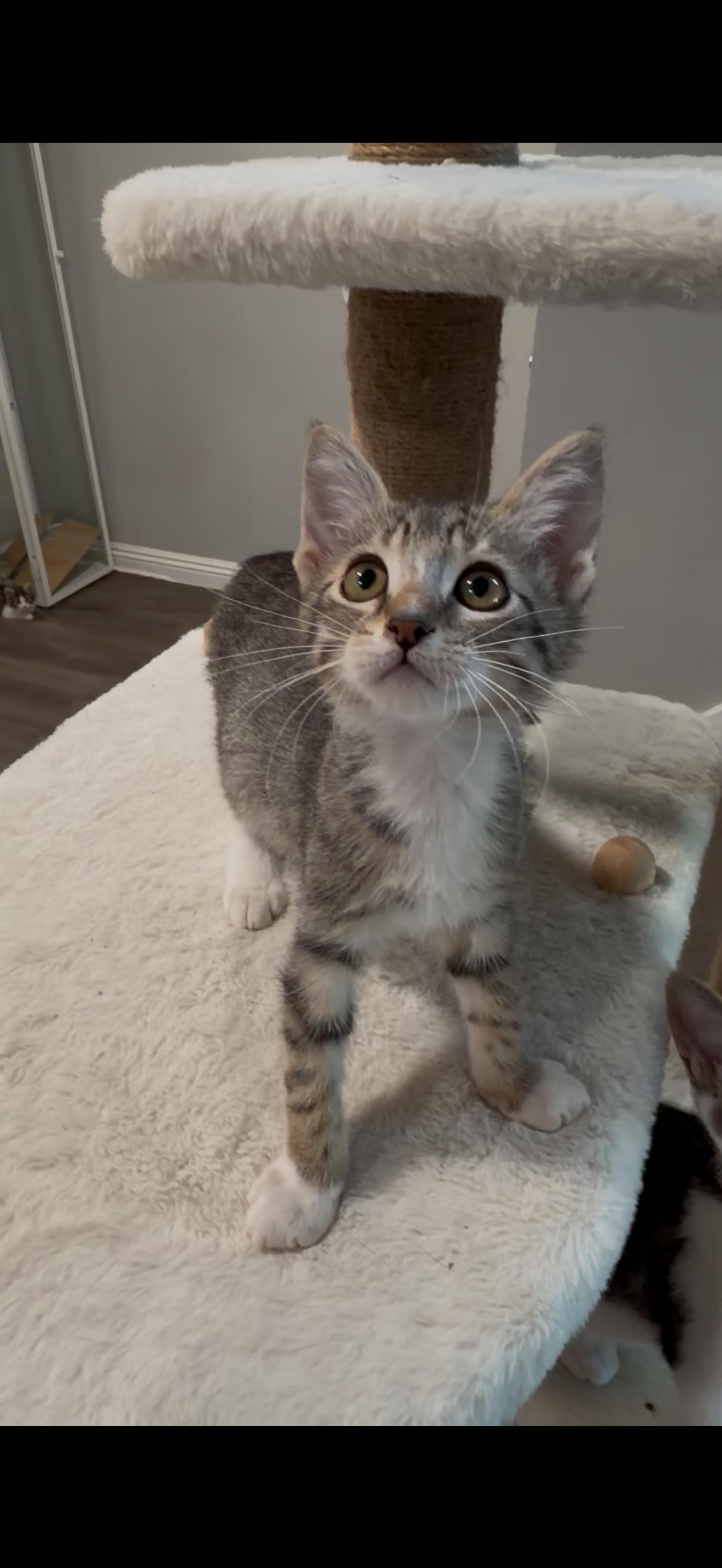 Enlarge Oliver, a ADOPTABLE Tabby in Oakley, CA image 4/4