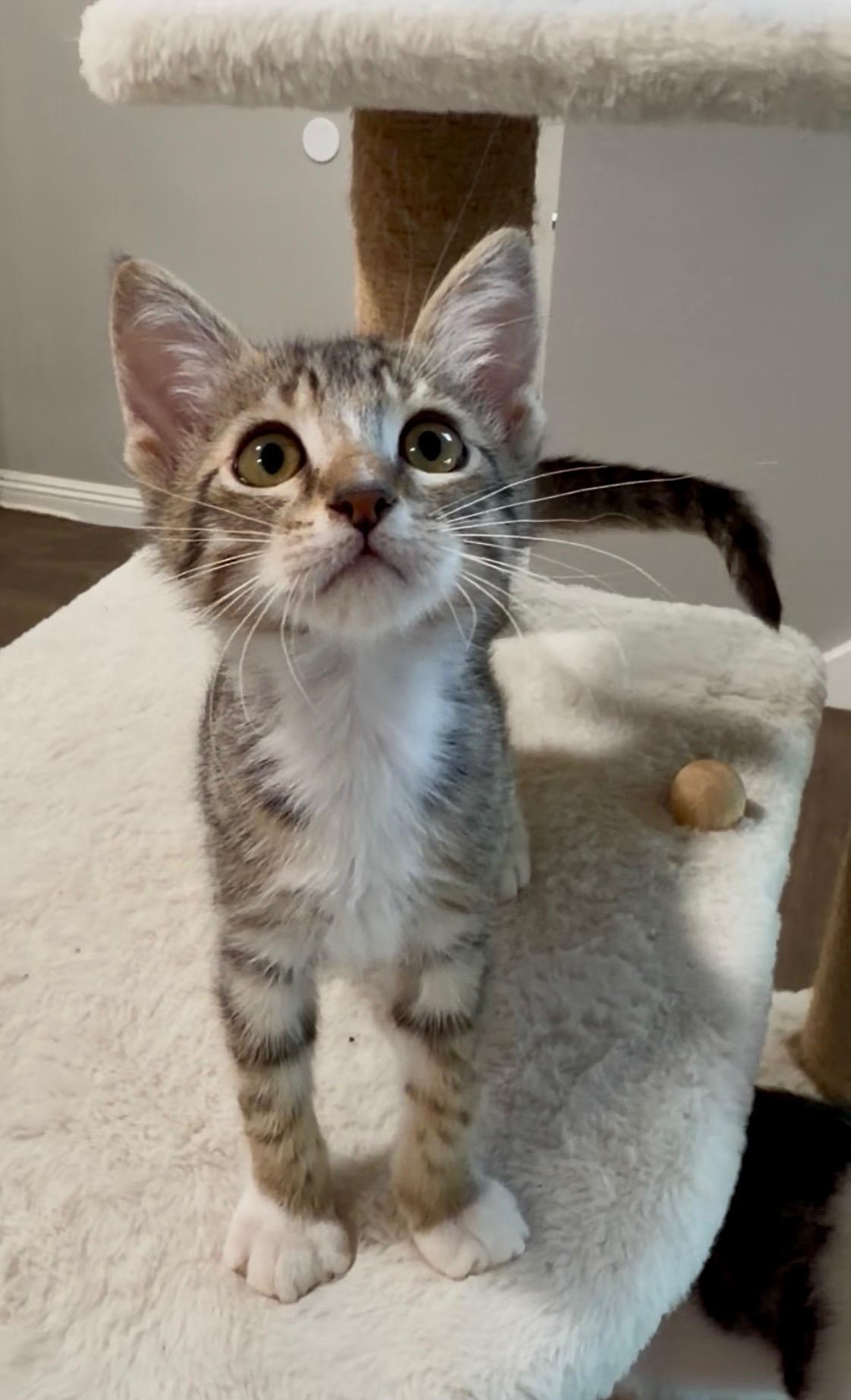 Enlarge Oliver, a ADOPTABLE Tabby in Oakley, CA image 3/4