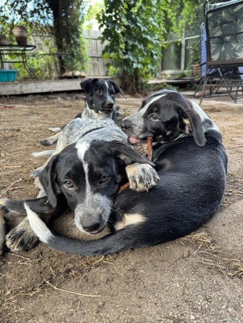 Enlarge SAVANNAH - Isabelle, a Adoptable Australian Cattle Dog / Blue Heeler in Sebec, ME image 2/3