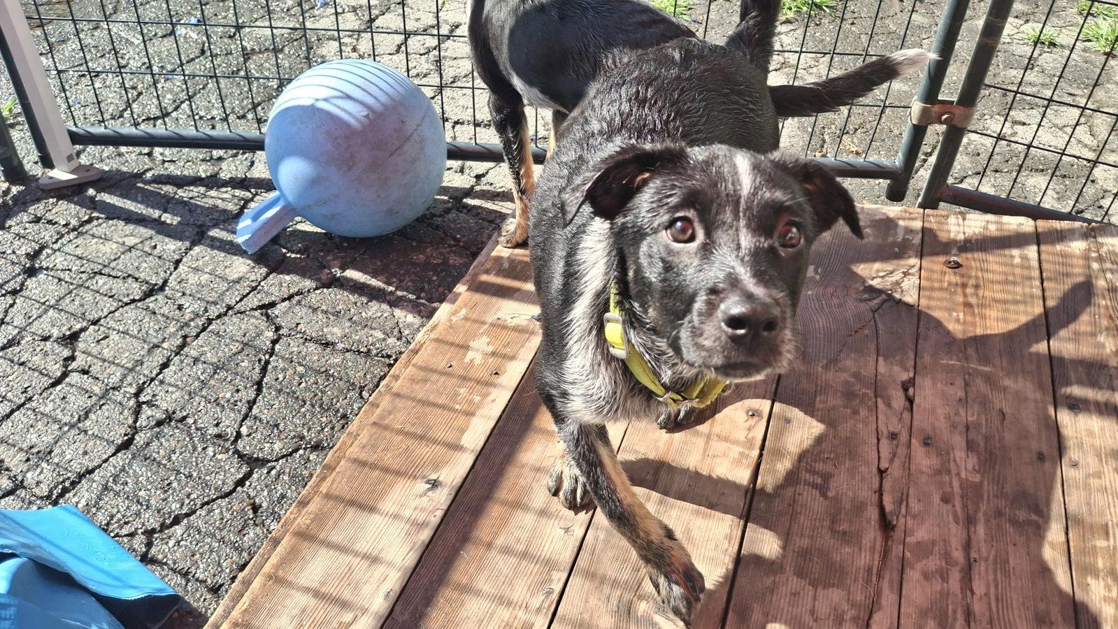 ISABELLE-Savannah, Adoptable, Puppy Female Australian Cattle Dog / Blue Heeler.