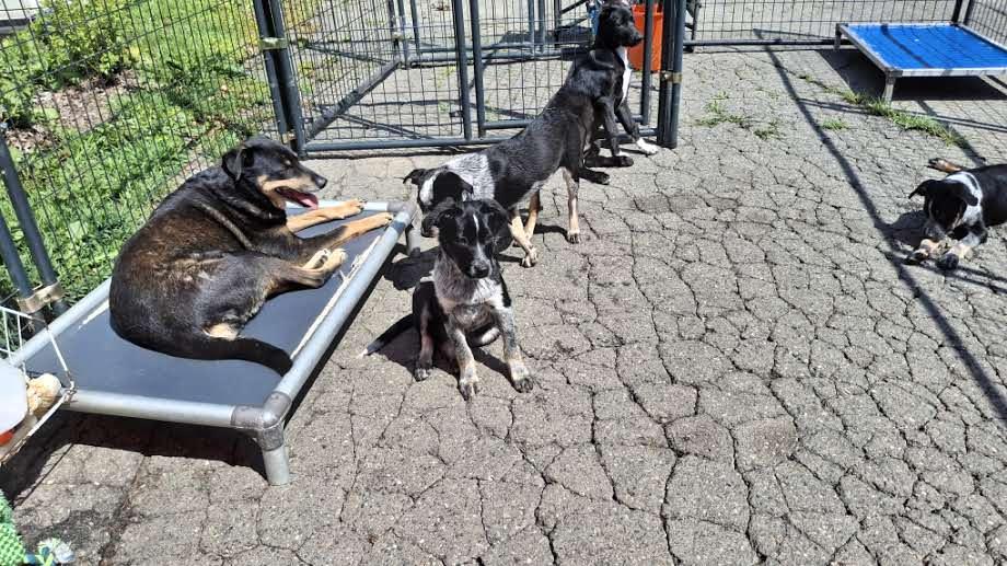 ISABELLE-Savannah, a Adoptable Australian Cattle Dog / Blue Heeler in Sebec, ME image 2/3