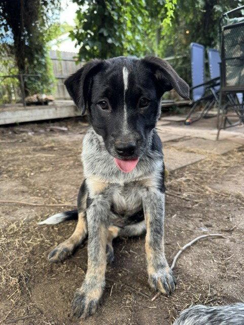 Enlarge SAVANNAH - Isabelle, a Adoptable Australian Cattle Dog / Blue Heeler in Sebec, ME image 3/3