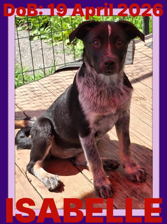 ISABELLE-Savannah, a Adoptable Australian Cattle Dog / Blue Heeler in Sebec, ME image 3/3