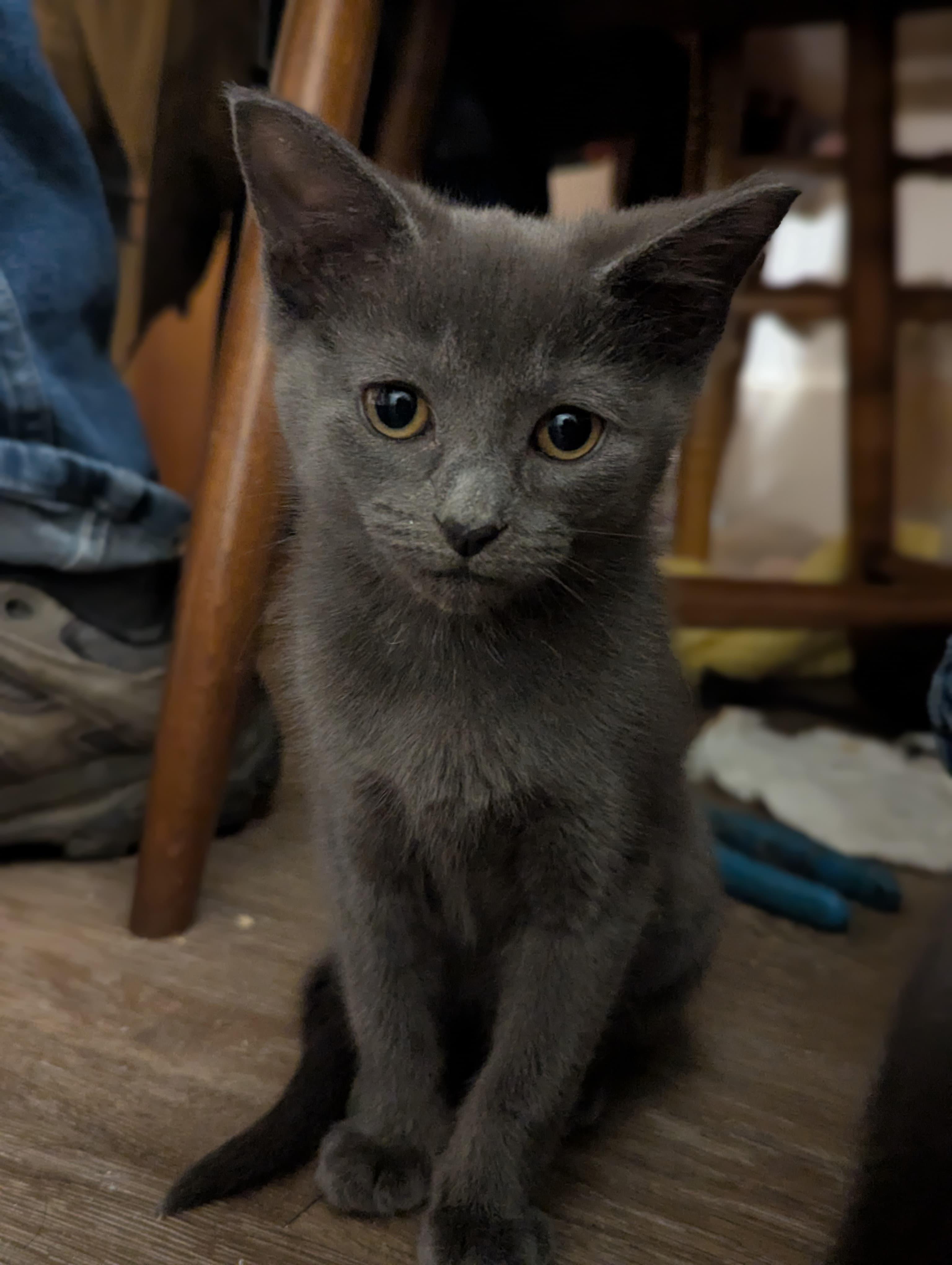 Diamond, adopted, Kitten Female Domestic Short Hair & Russian Blue.