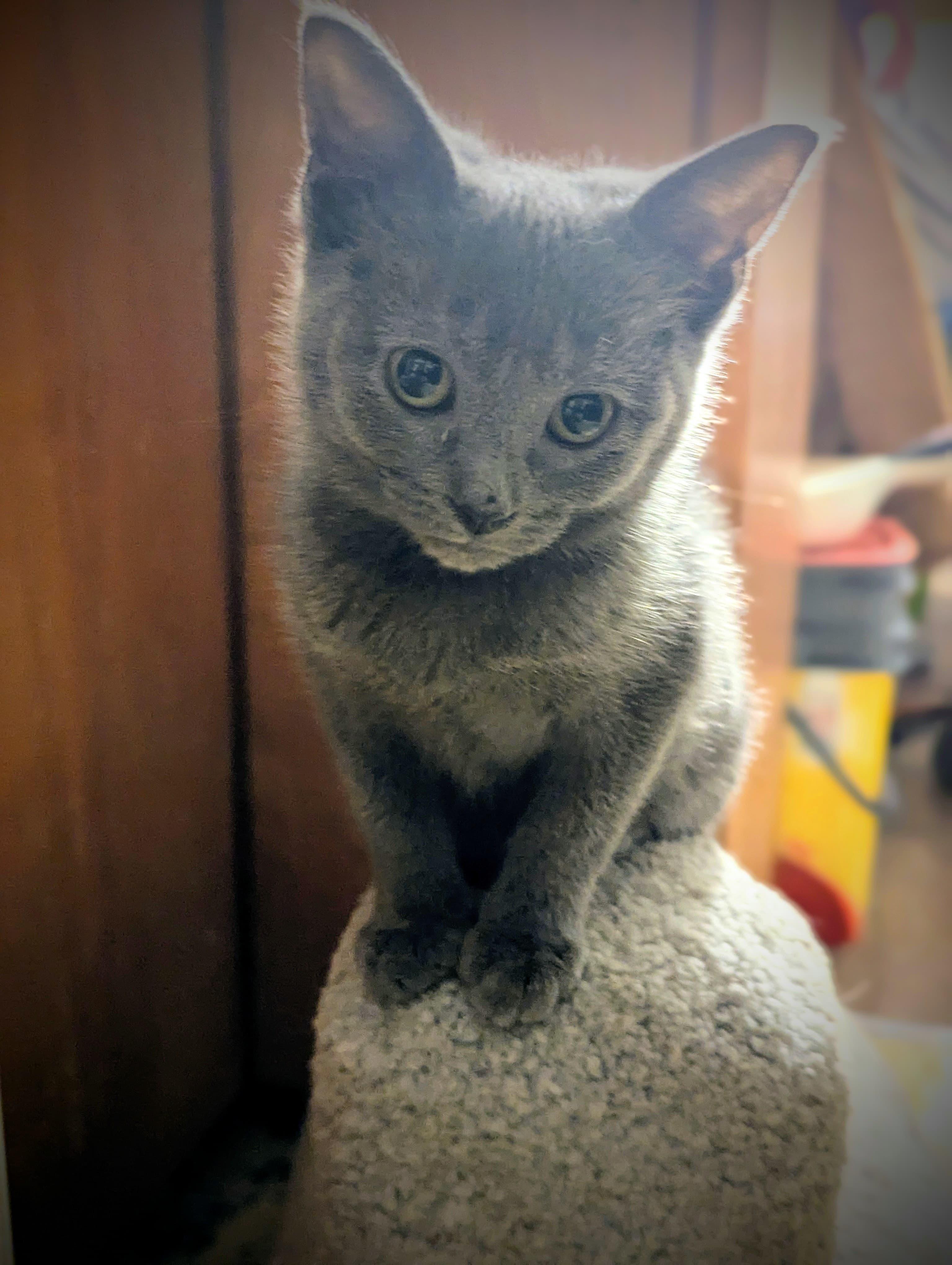 Enlarge Diamond, an adopted mixed breed in Morristown, NJ image 3/4