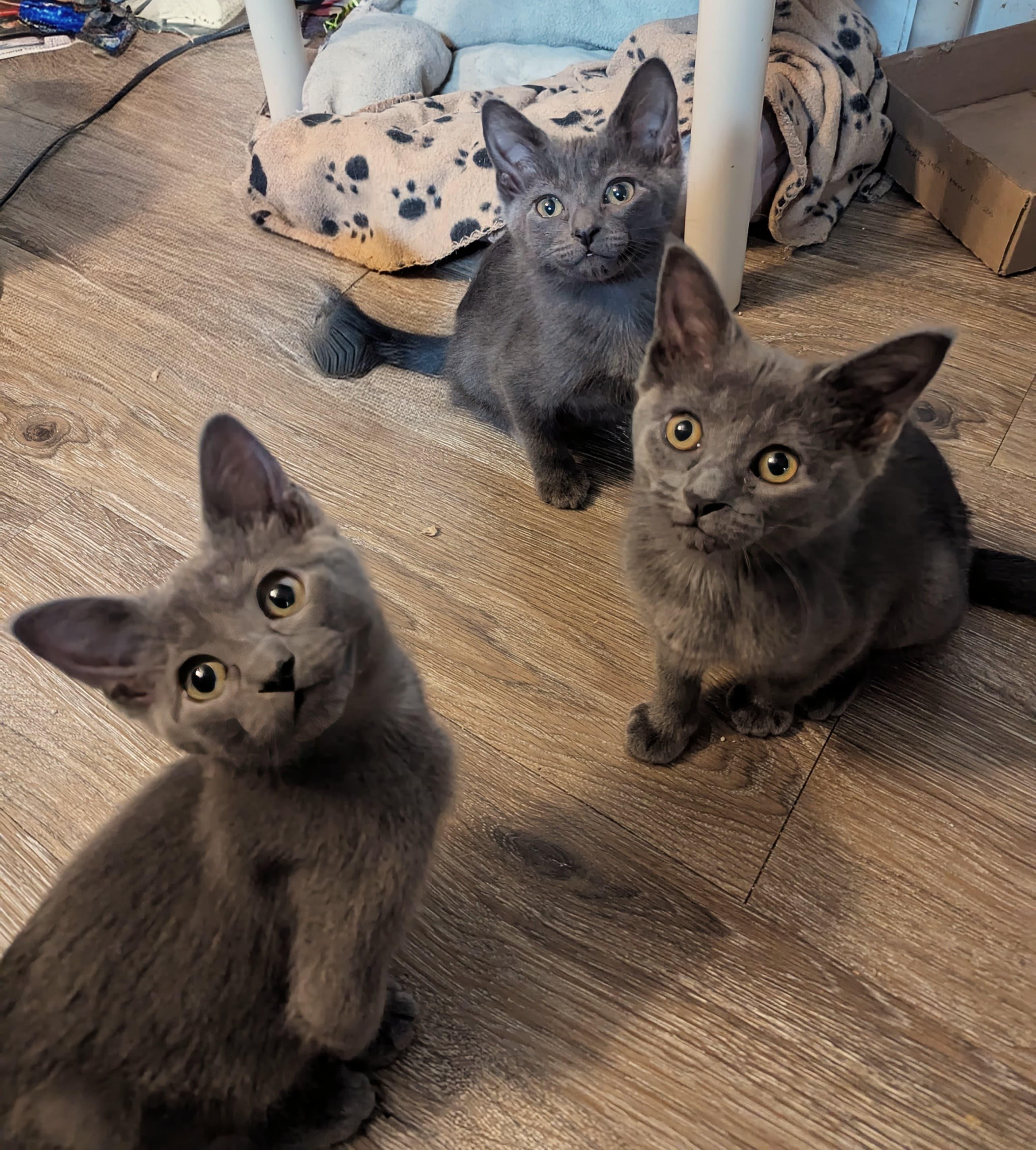 Enlarge Diamond, an adopted mixed breed in Morristown, NJ image 4/4