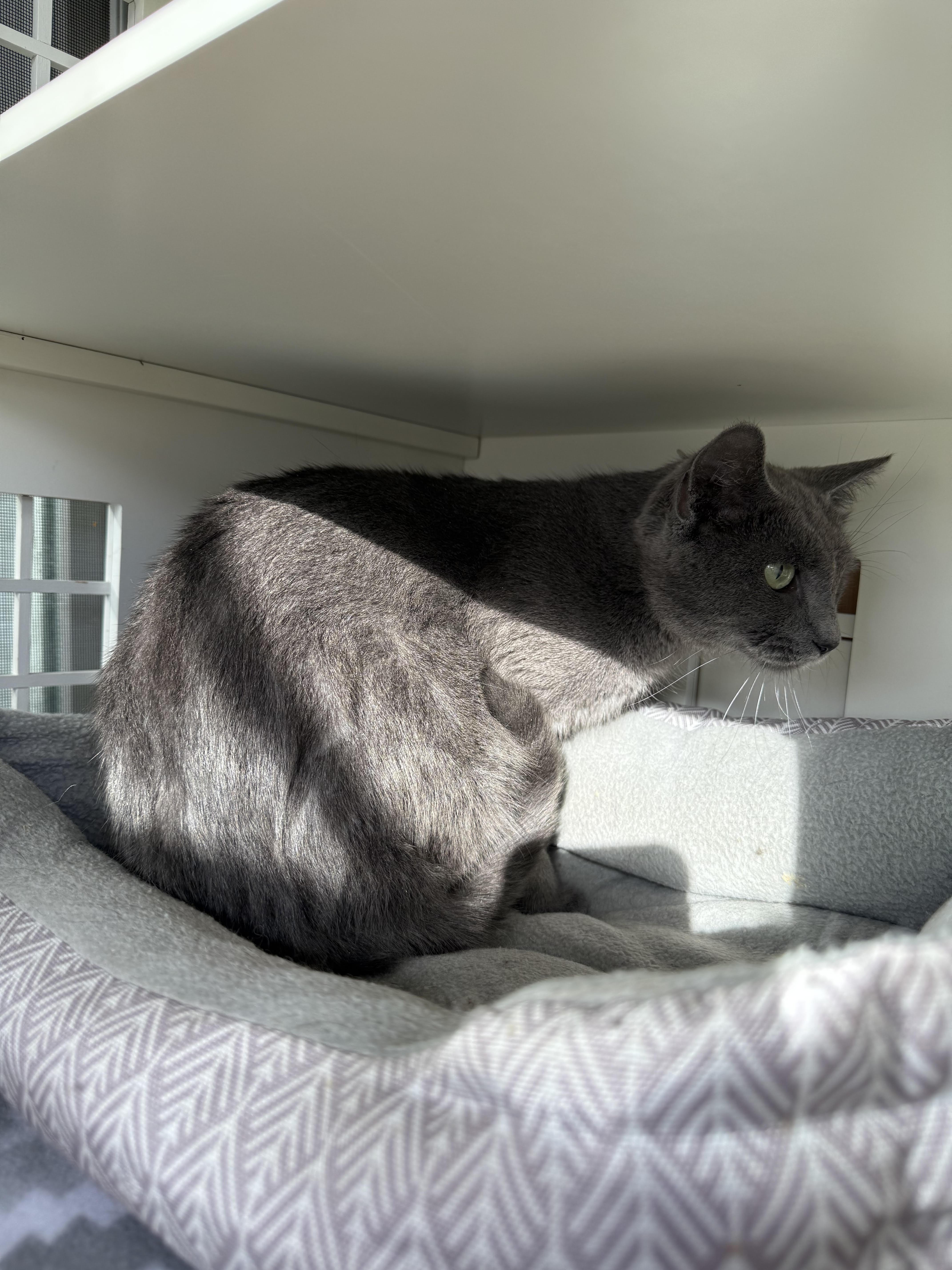 Martha, adopted, Adult Female Domestic Short Hair.