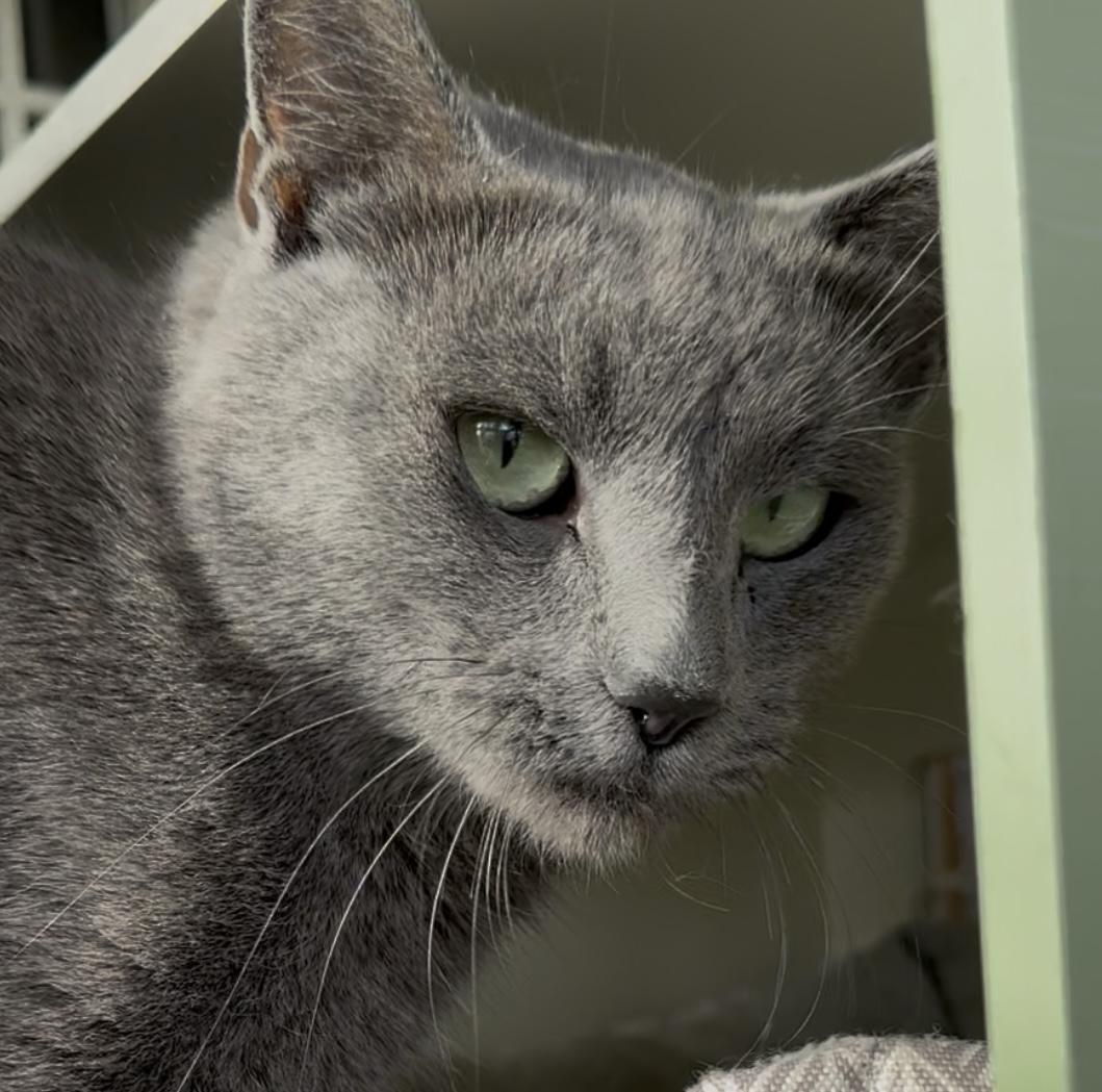 Martha, adopted, Adult Female Domestic Short Hair.