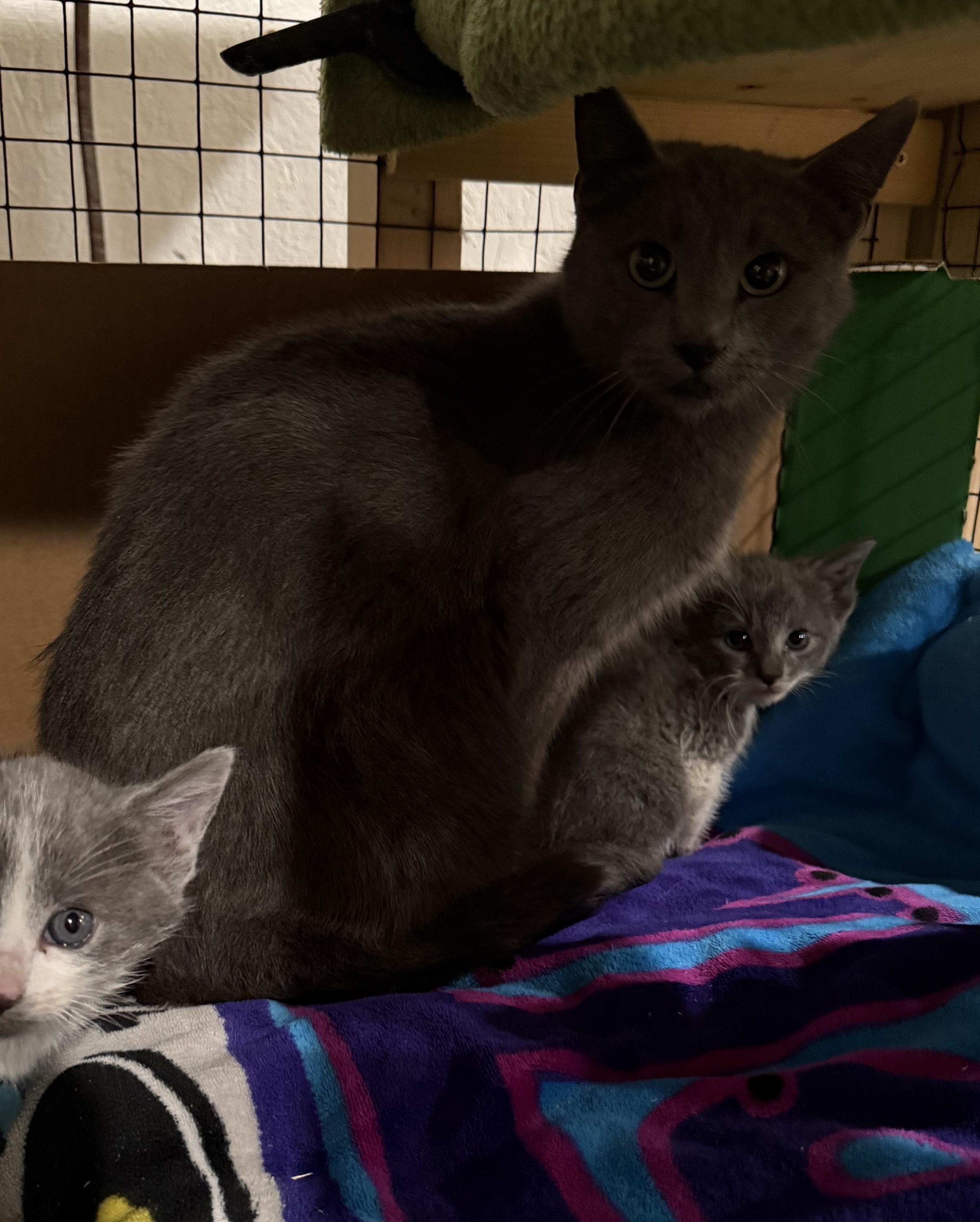 Enlarge Martha, an adopted Domestic Short Hair in Butte, MT image 3/5