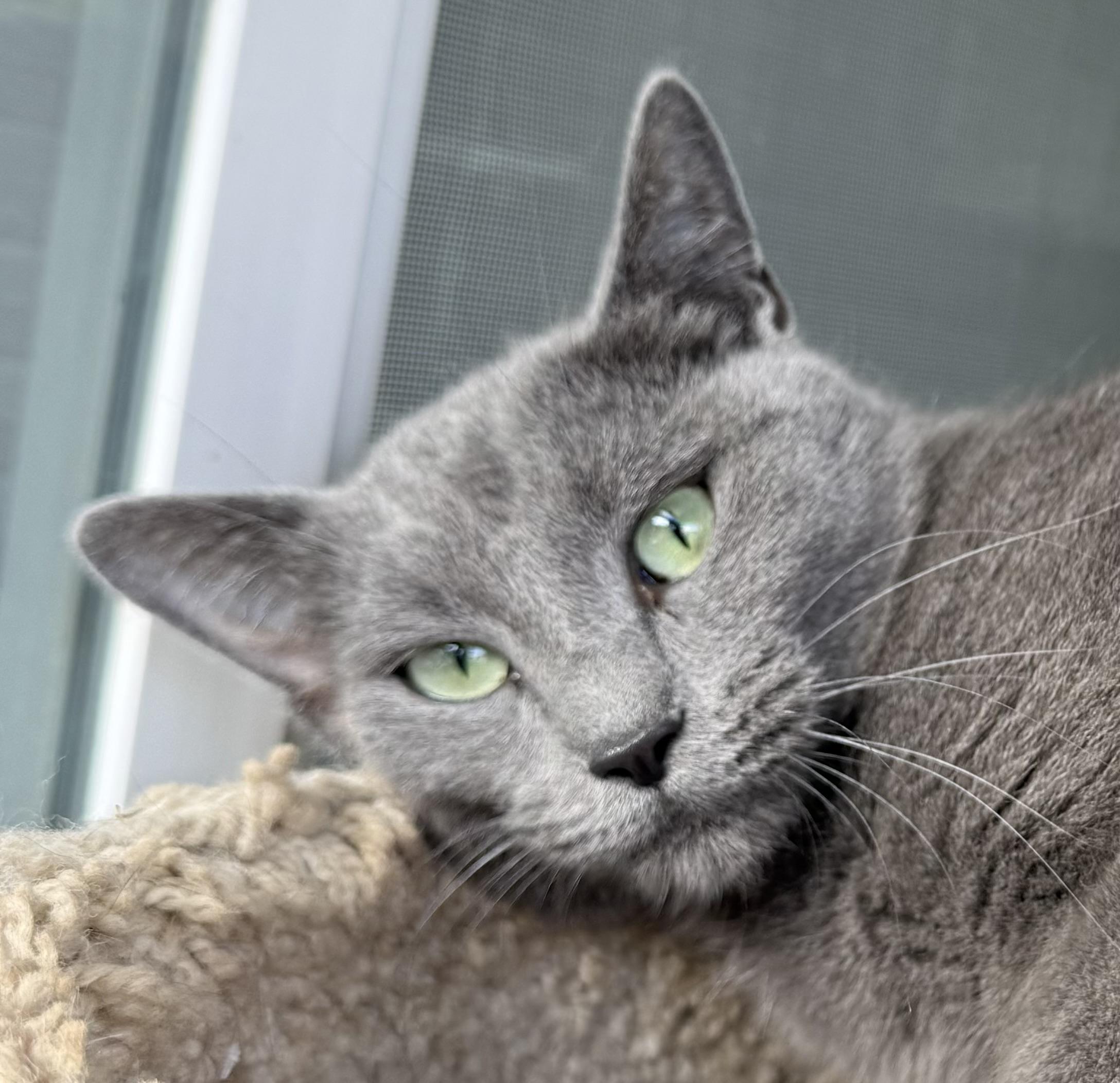 Enlarge Martha, an adopted Domestic Short Hair in Butte, MT image 4/5