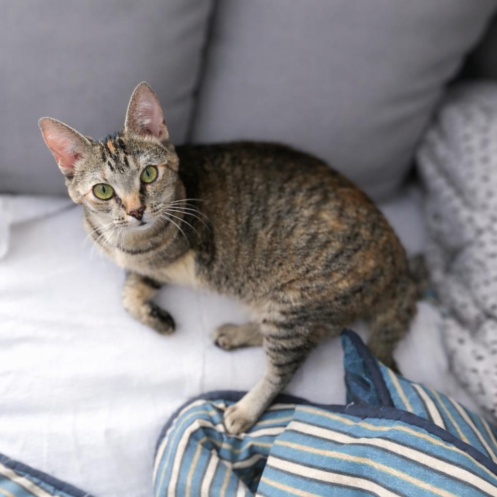 Enlarge Skippy, a Adoptable Domestic Short Hair in Knoxville, TN image 4/4