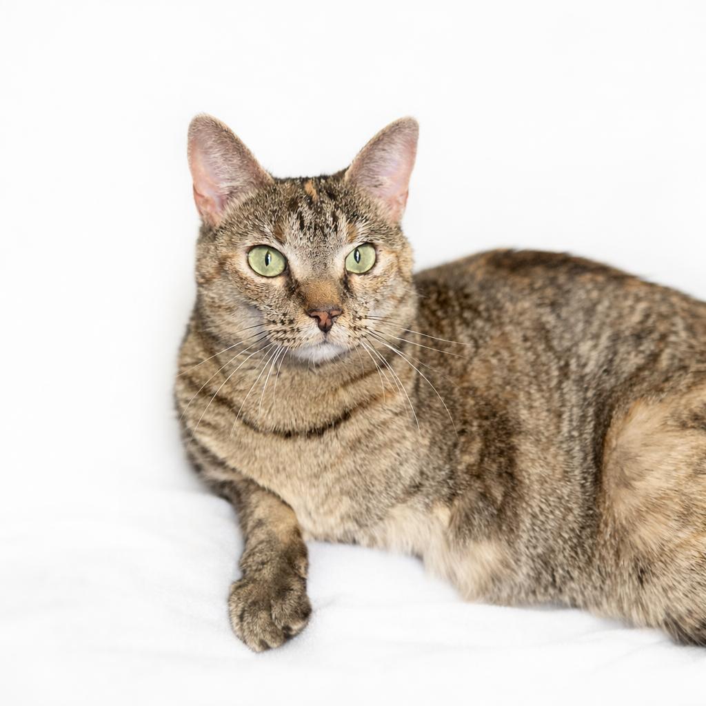 Skippy, Adoptable, Adult Female Domestic Short Hair.