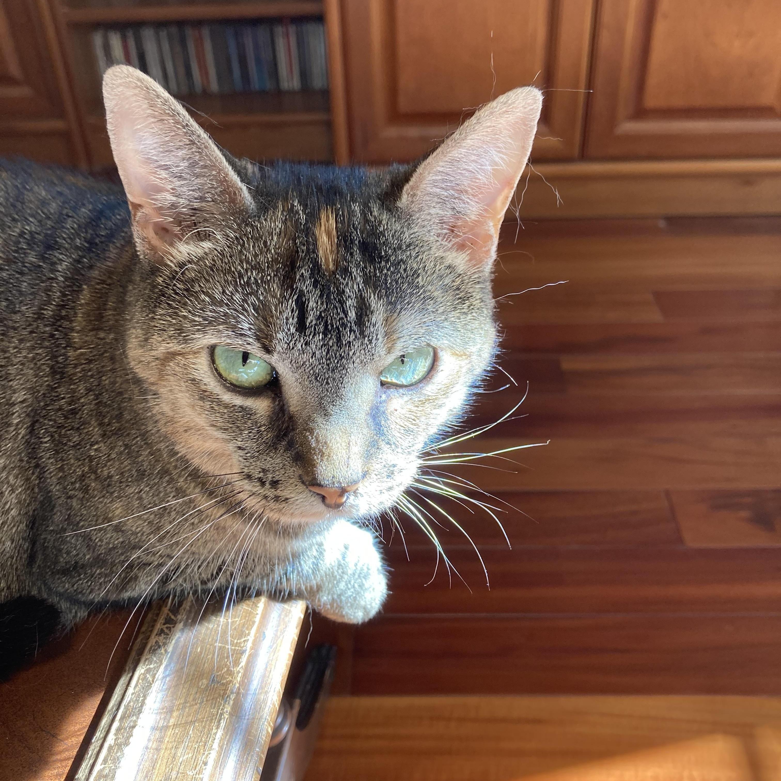 Enlarge Skippy, a Adoptable Domestic Short Hair in Knoxville, TN image 3/3