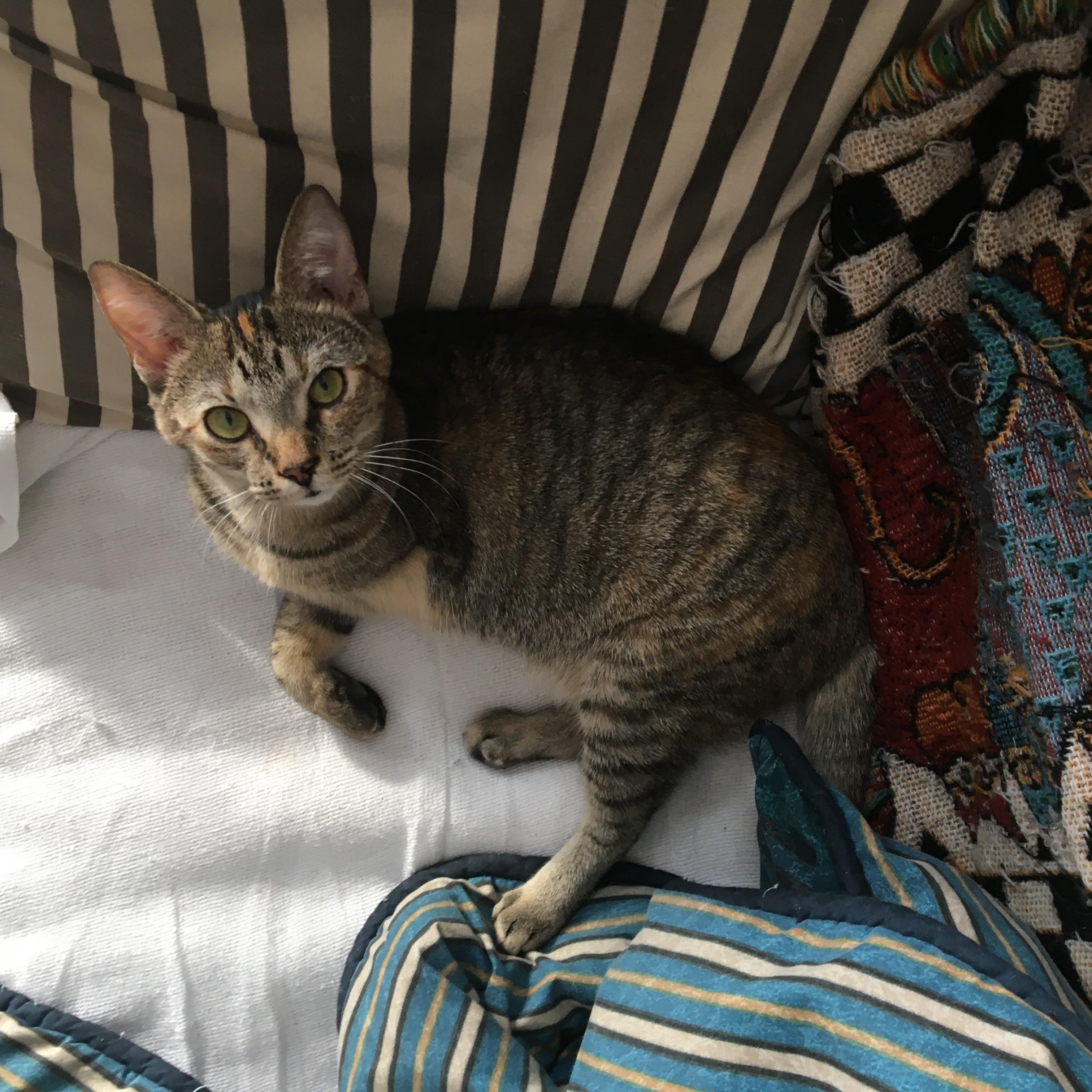 Skippy, Adoptable, Adult Female Domestic Short Hair.