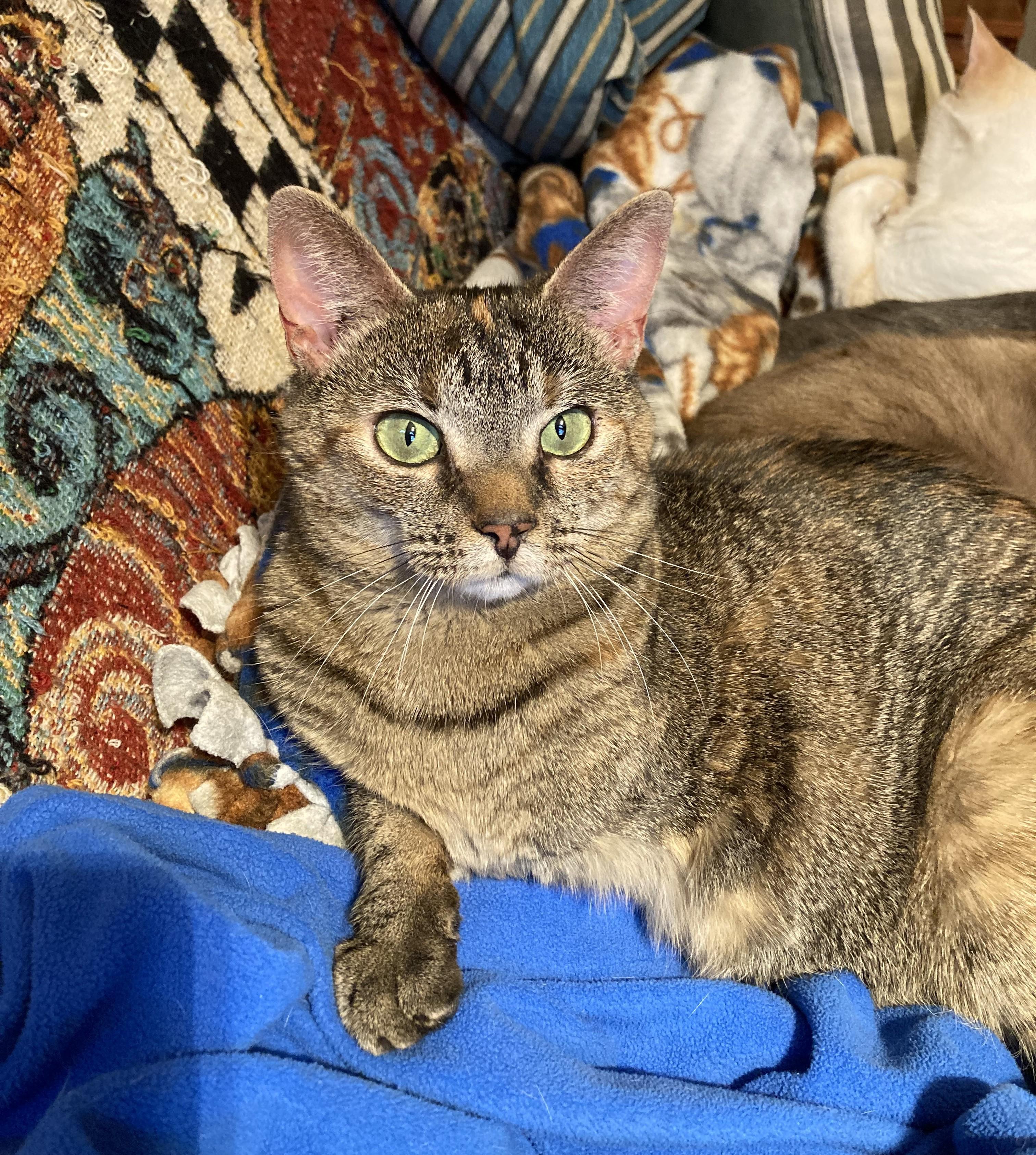 Skippy, Adoptable, Adult Female Domestic Short Hair.