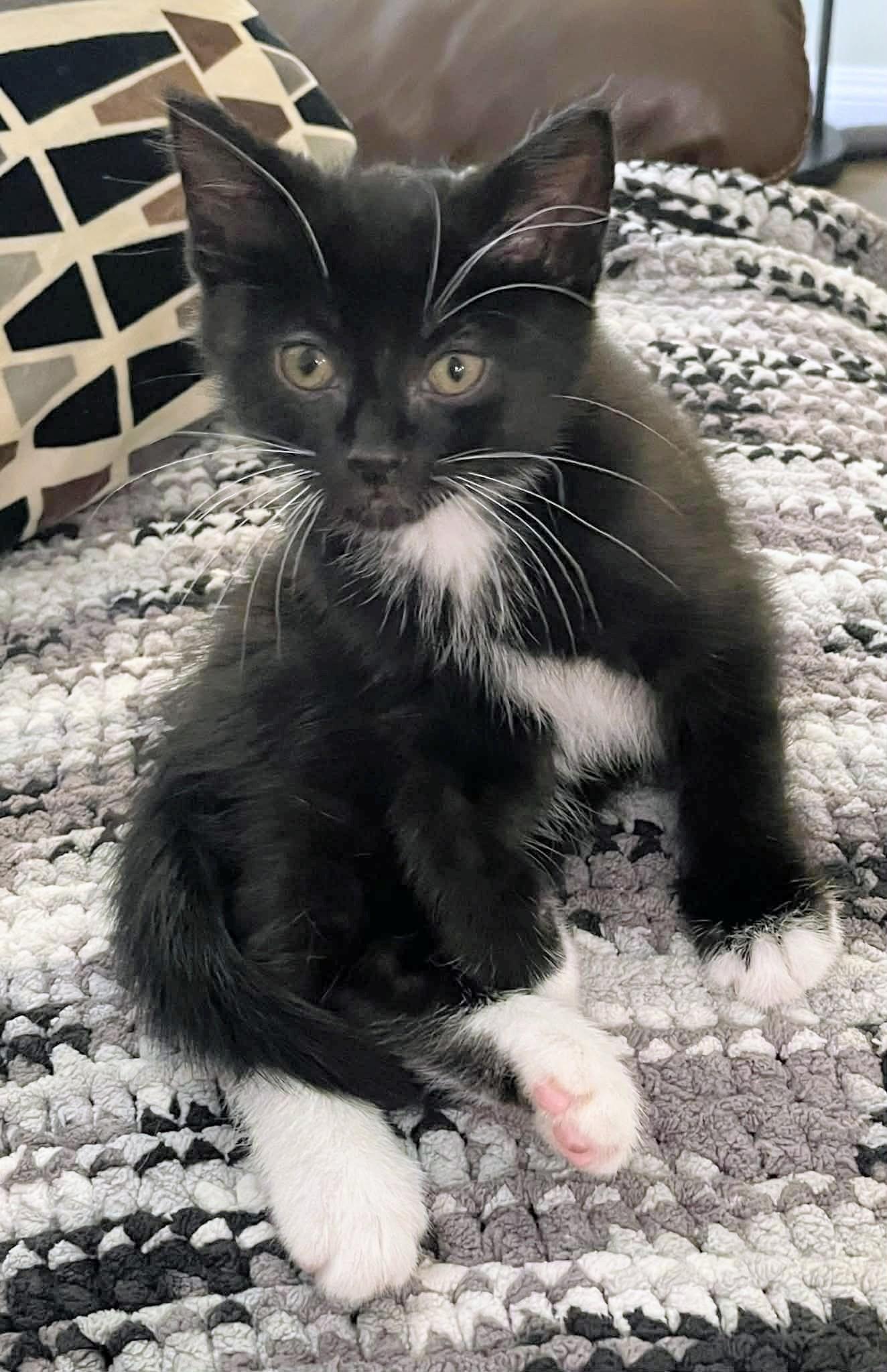 Enlarge Joker, a ADOPTABLE Domestic Short Hair in Winnipeg, MB image 2/6