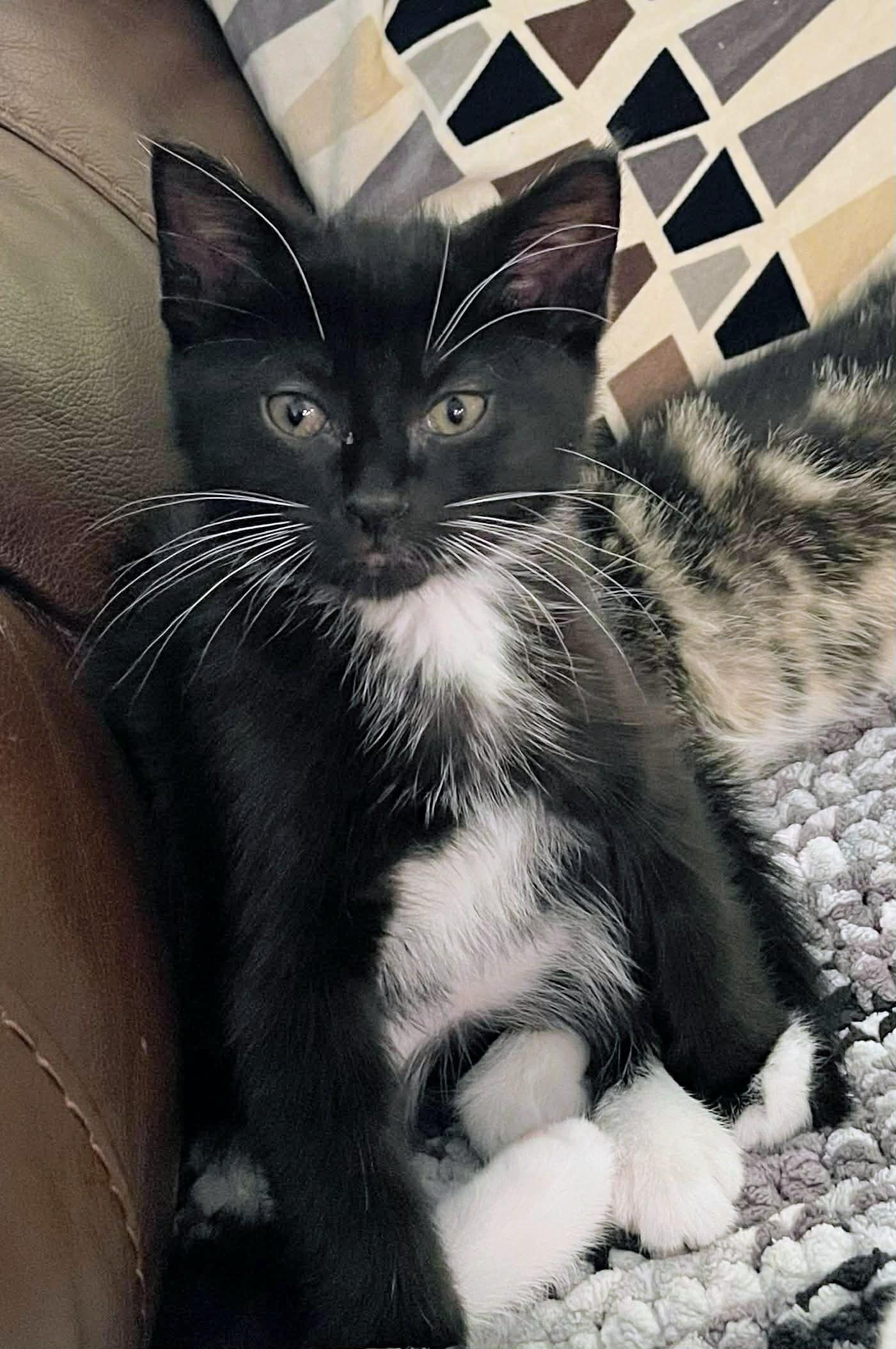 Enlarge Joker, a ADOPTABLE Domestic Short Hair in Winnipeg, MB image 5/6