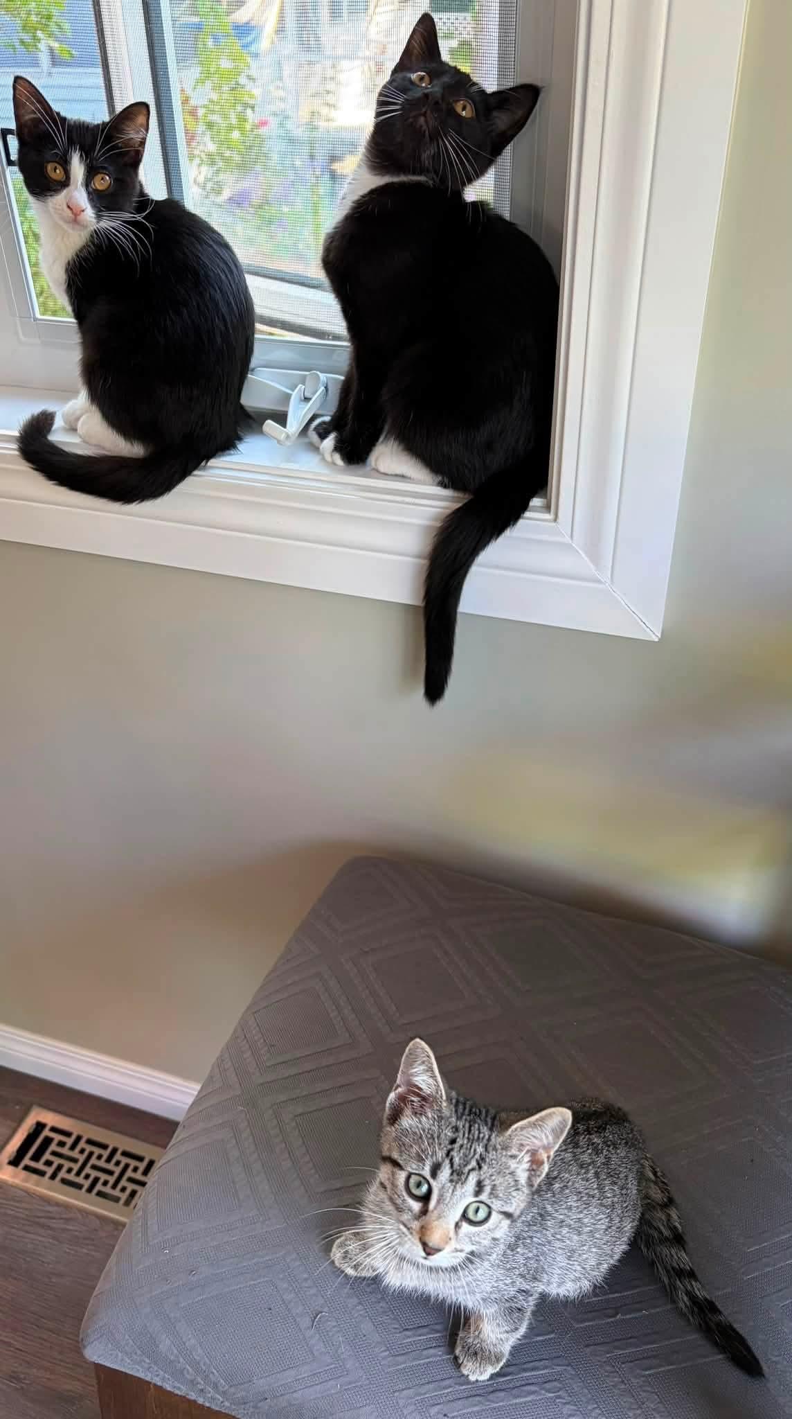 Enlarge Joker, a ADOPTABLE Domestic Short Hair in Winnipeg, MB image 6/6