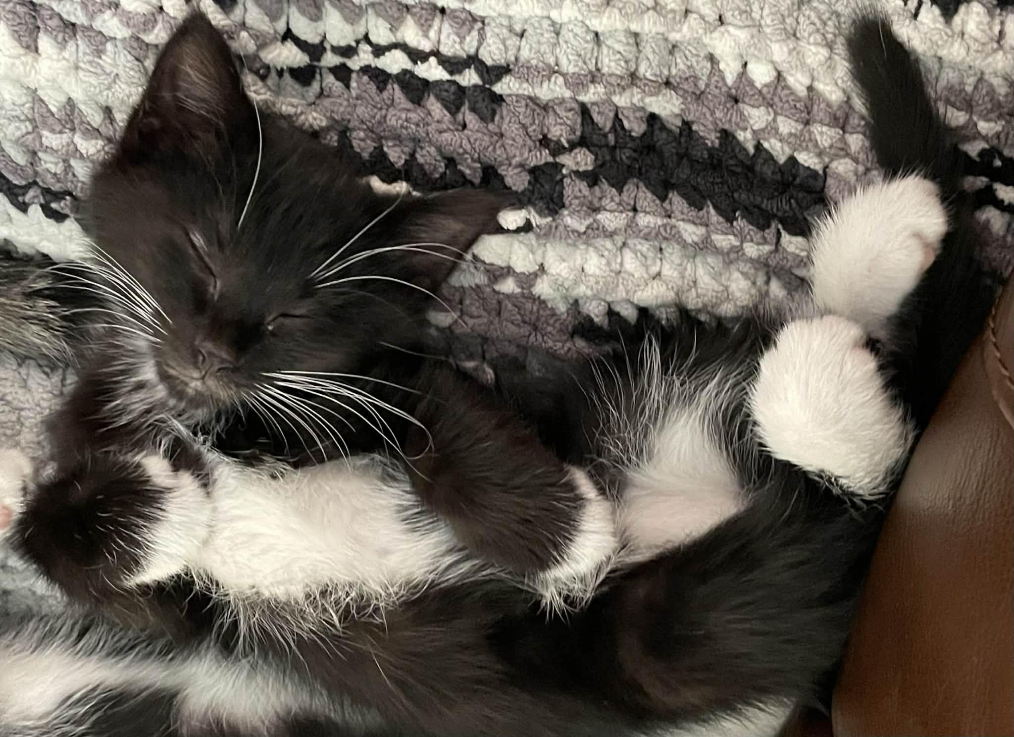 Enlarge Joker, a ADOPTABLE Domestic Short Hair in Winnipeg, MB image 4/6