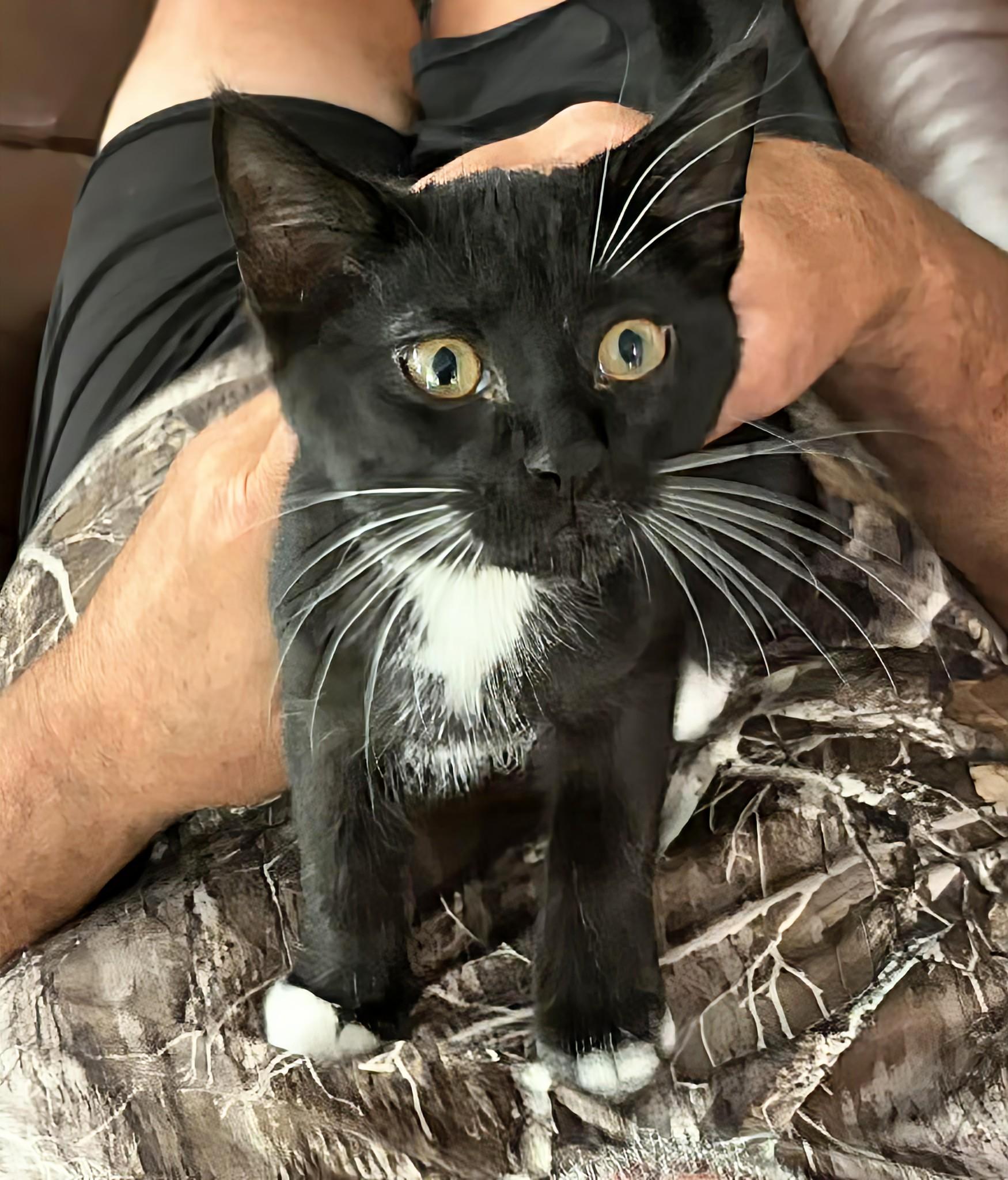 Joker, ADOPTABLE, Kitten Male Domestic Short Hair.