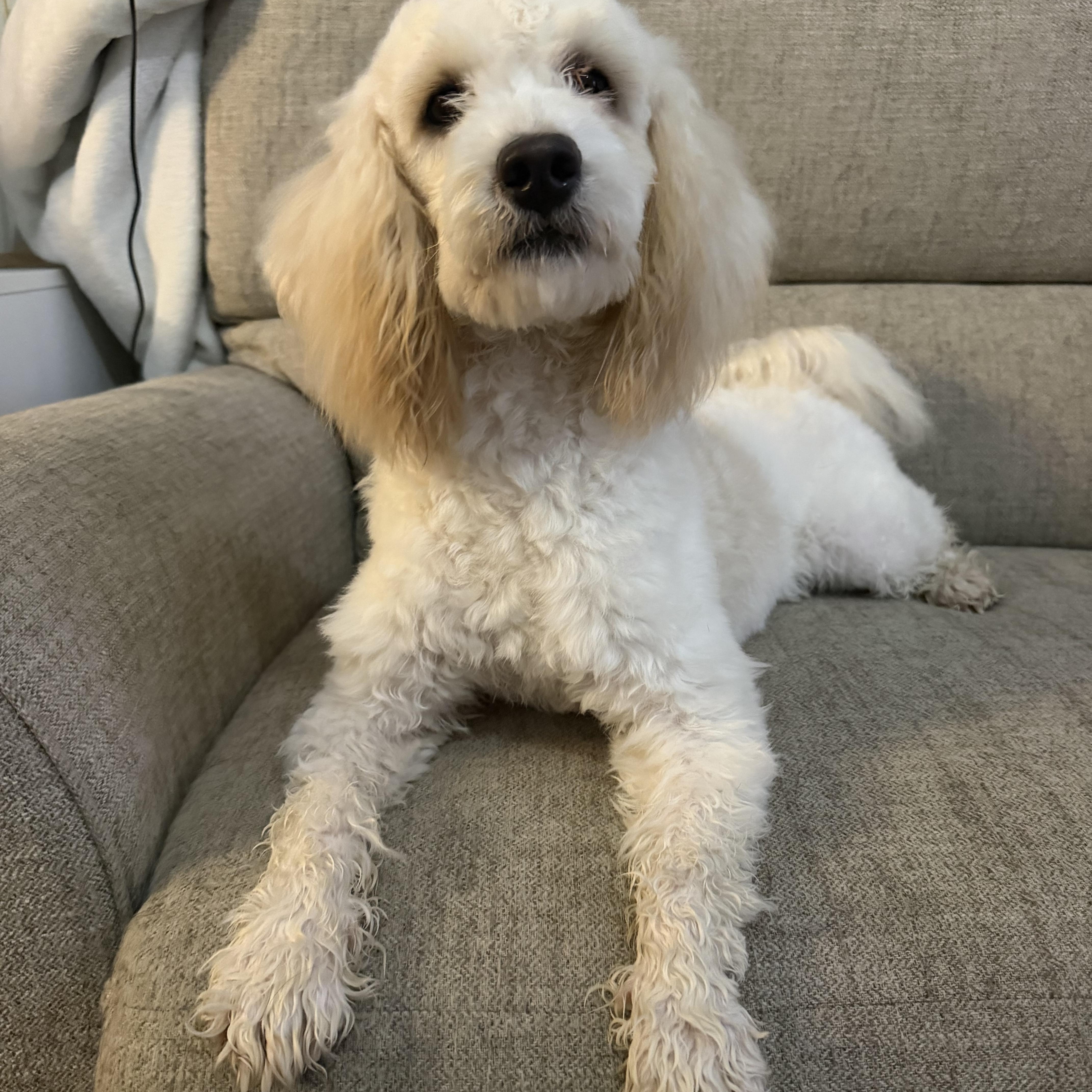 Chestnut thumbnail 2