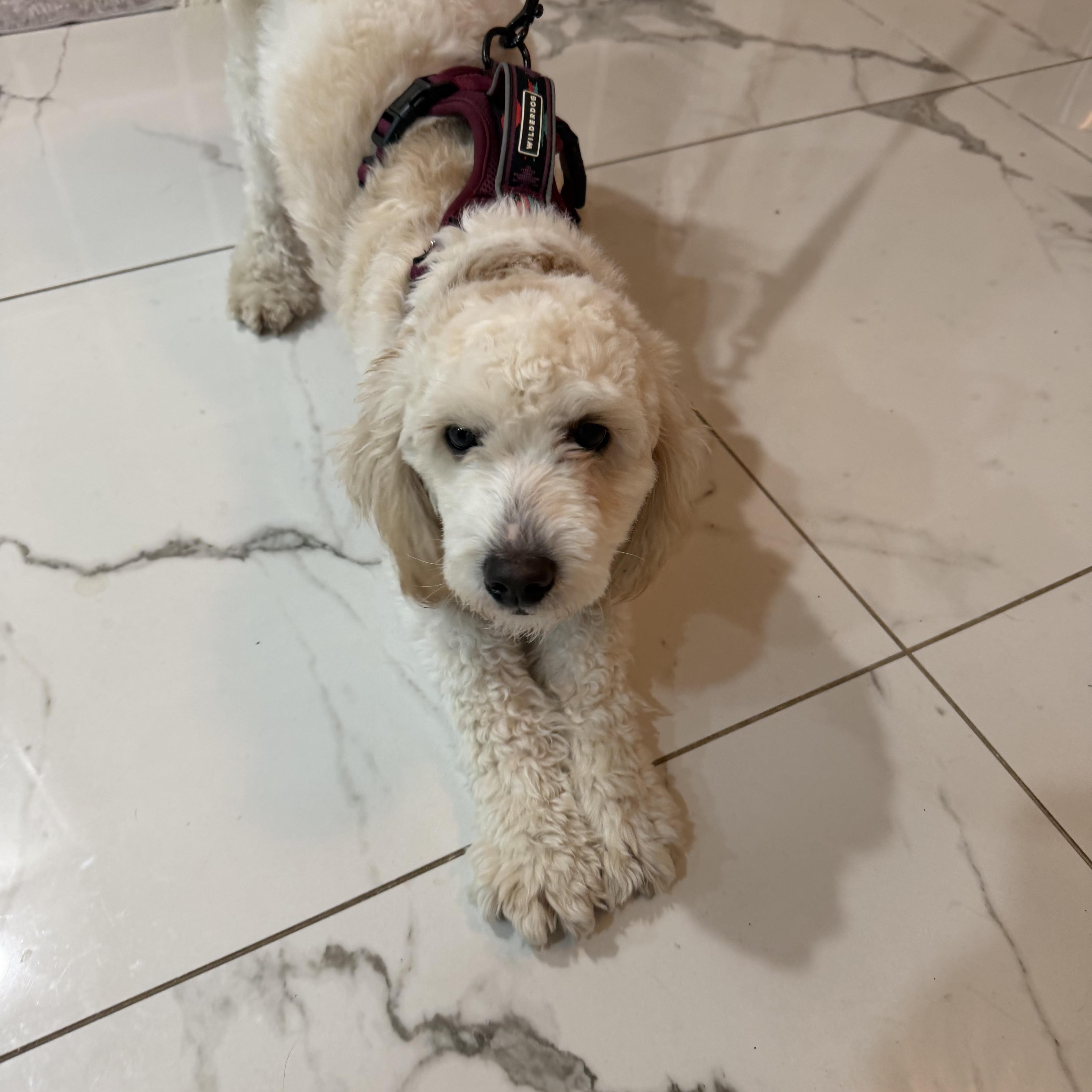 Chestnut thumbnail 3