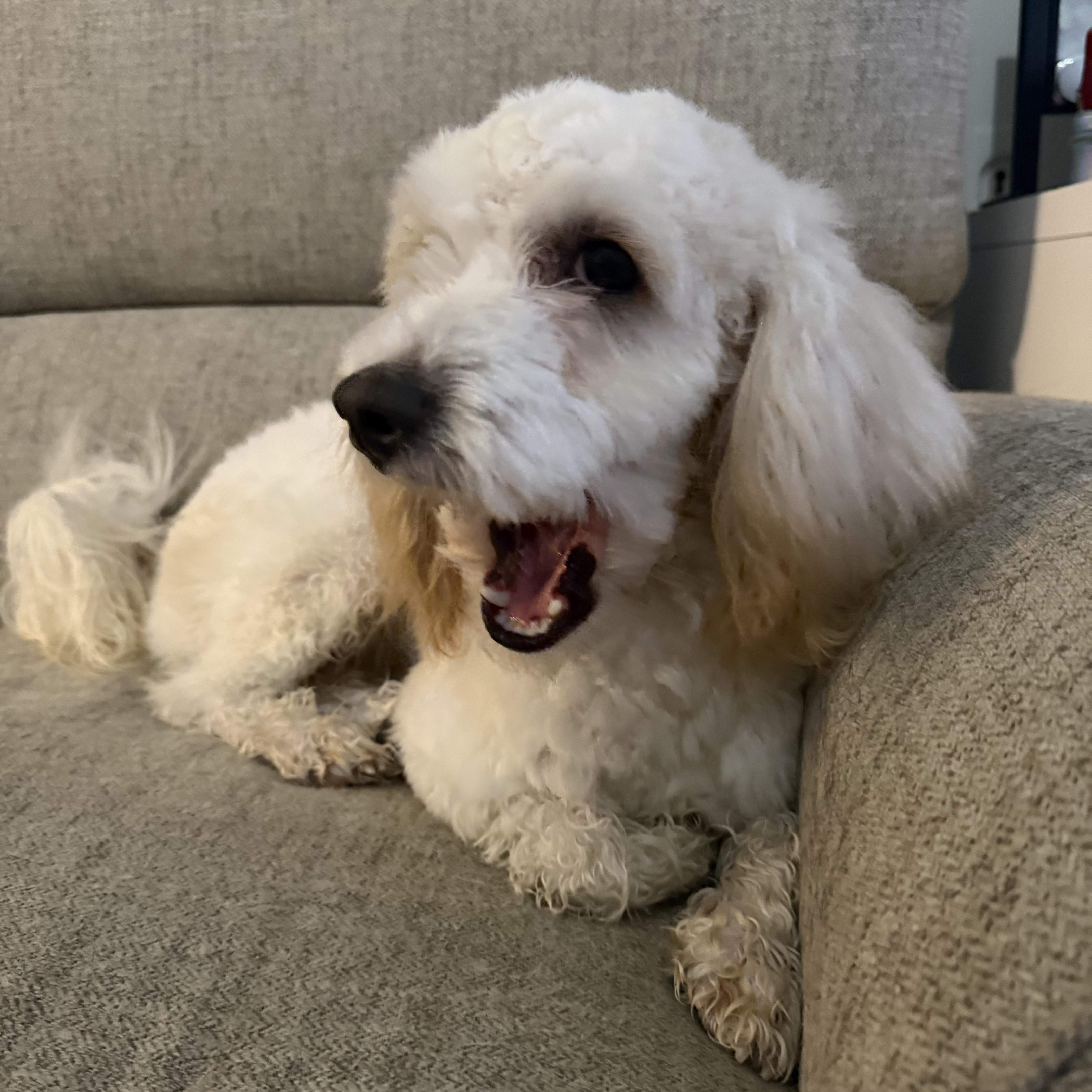 Chestnut thumbnail 4