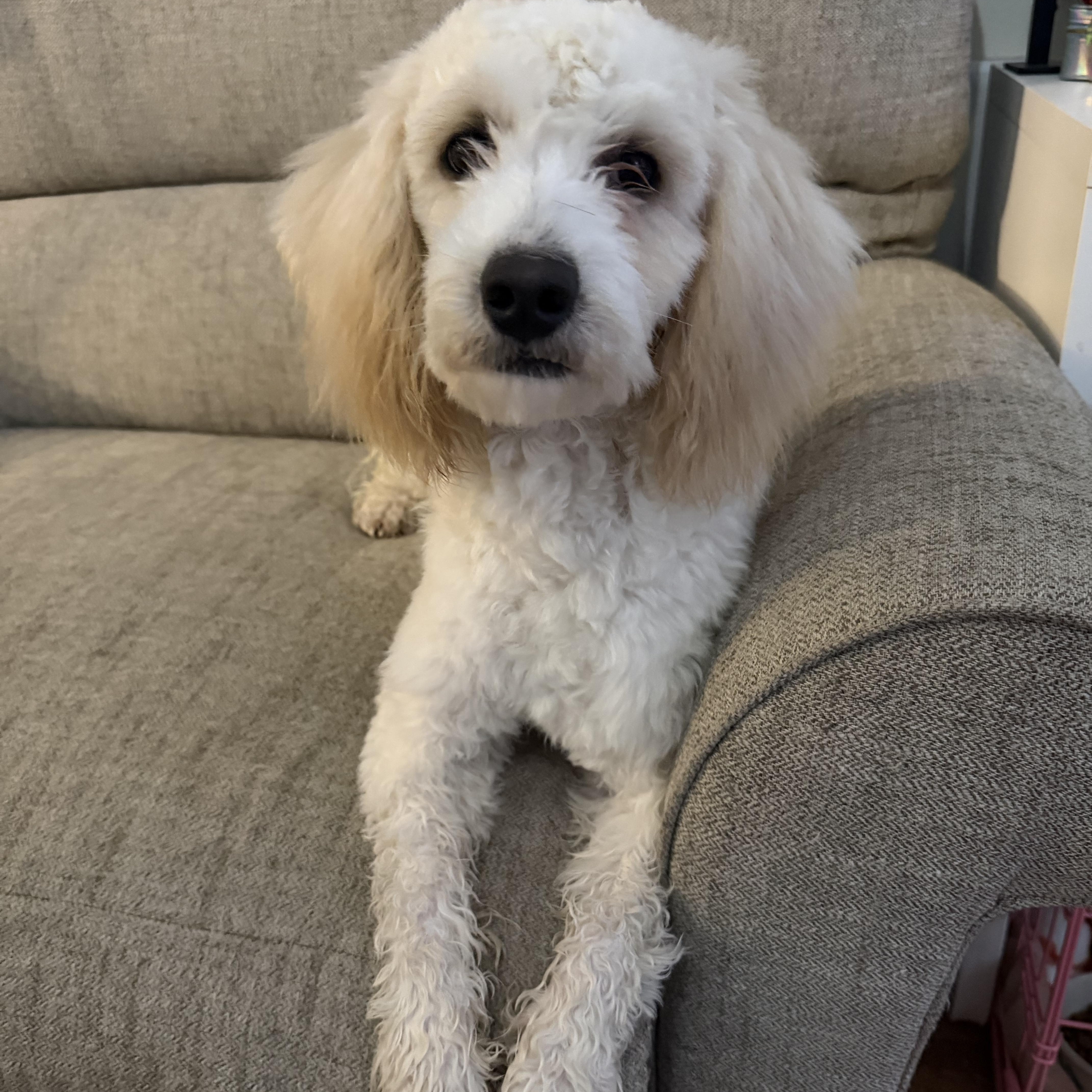 Chestnut thumbnail 5