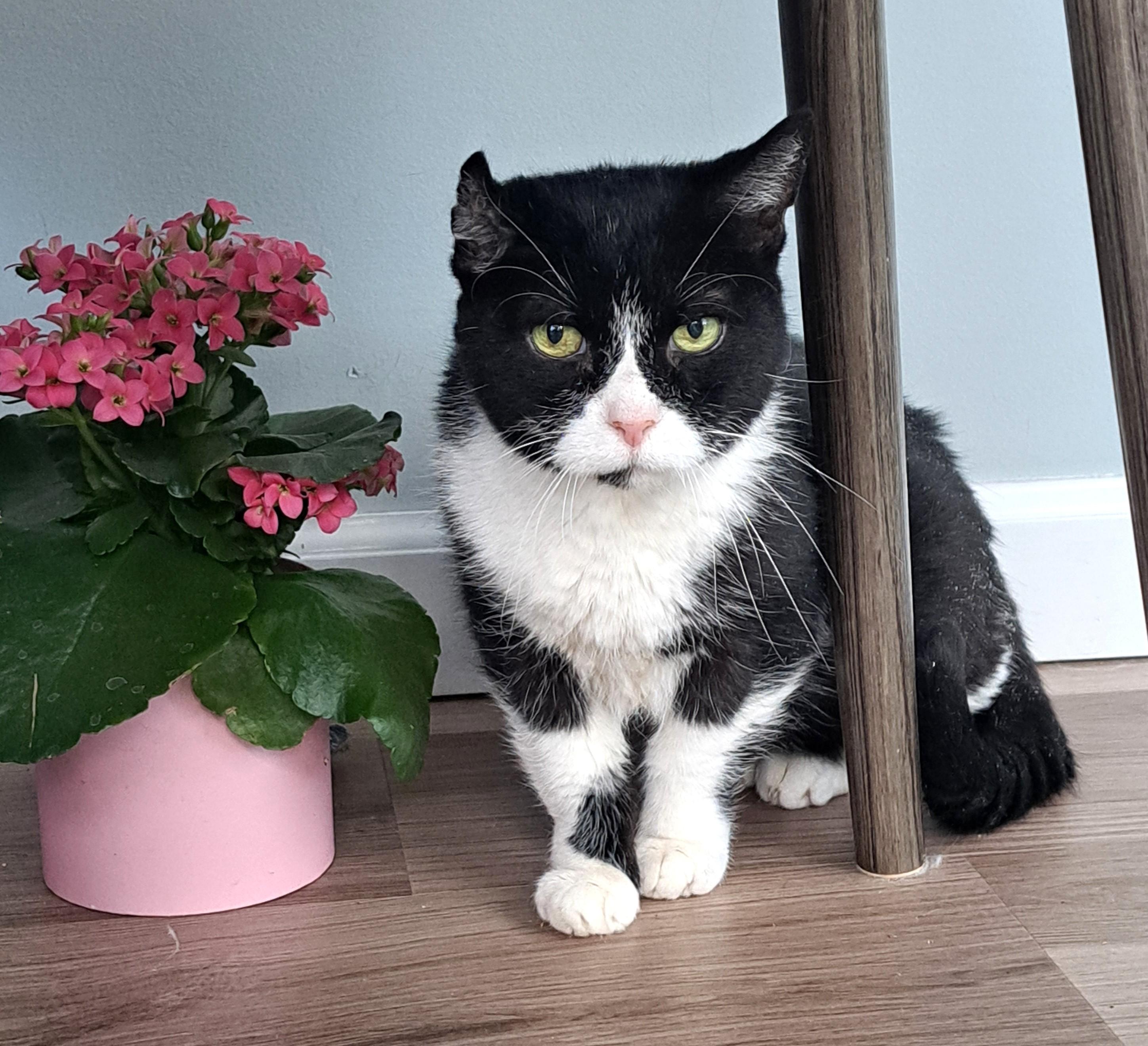 Enlarge Petunia, a ADOPTABLE Tuxedo in New Albany, OH image 4/6