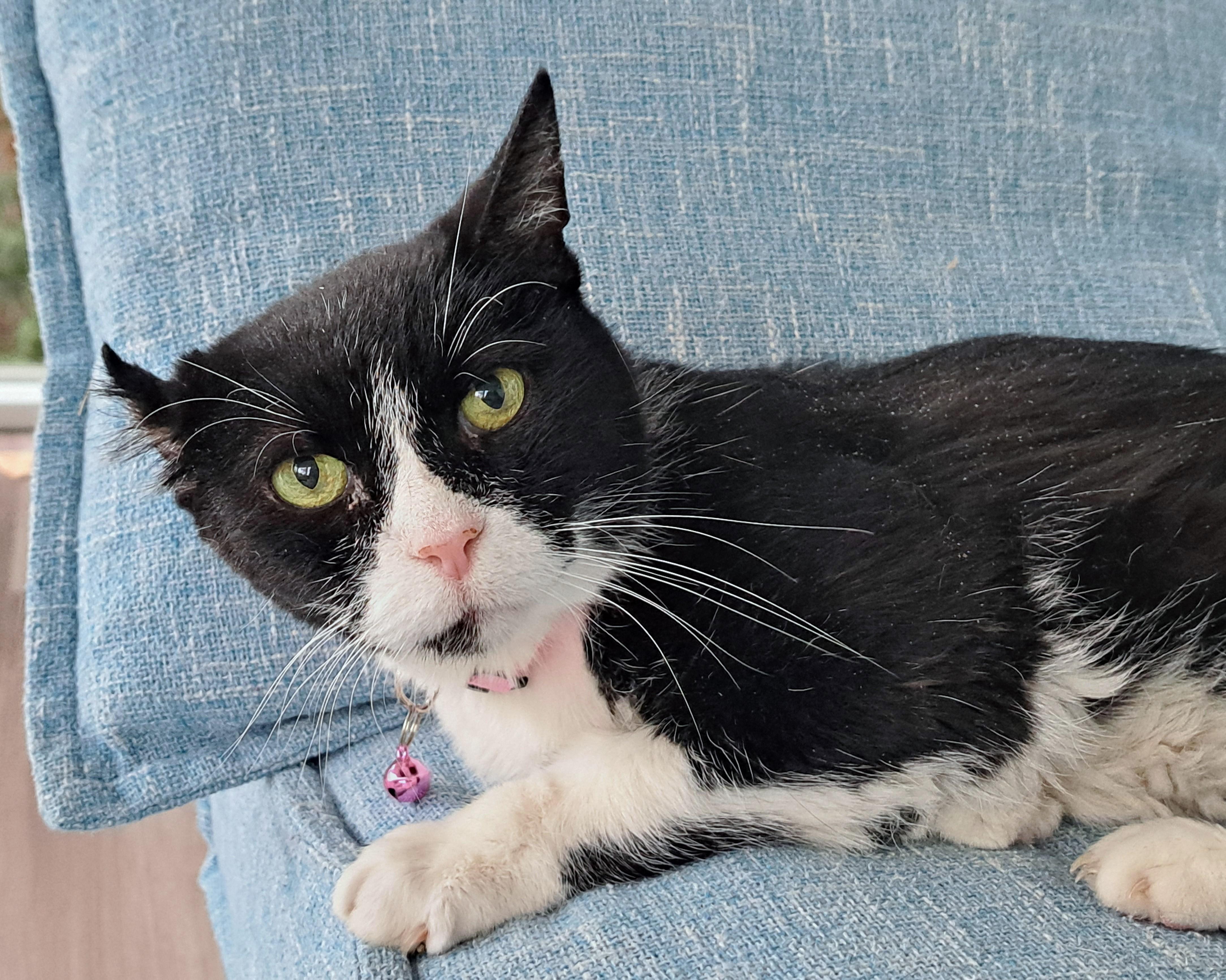 Enlarge Petunia, a ADOPTABLE Tuxedo in New Albany, OH image 5/6
