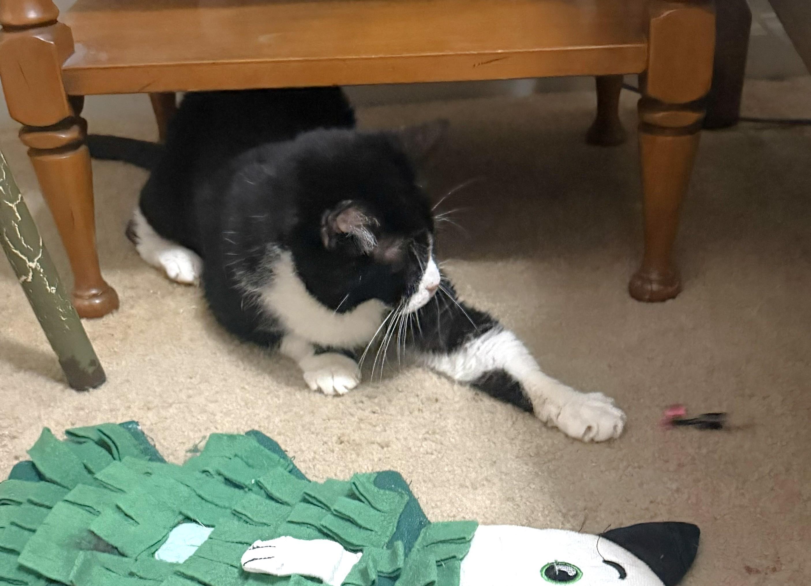 Petunia, a ADOPTABLE Tuxedo in New Albany, OH image 6/6