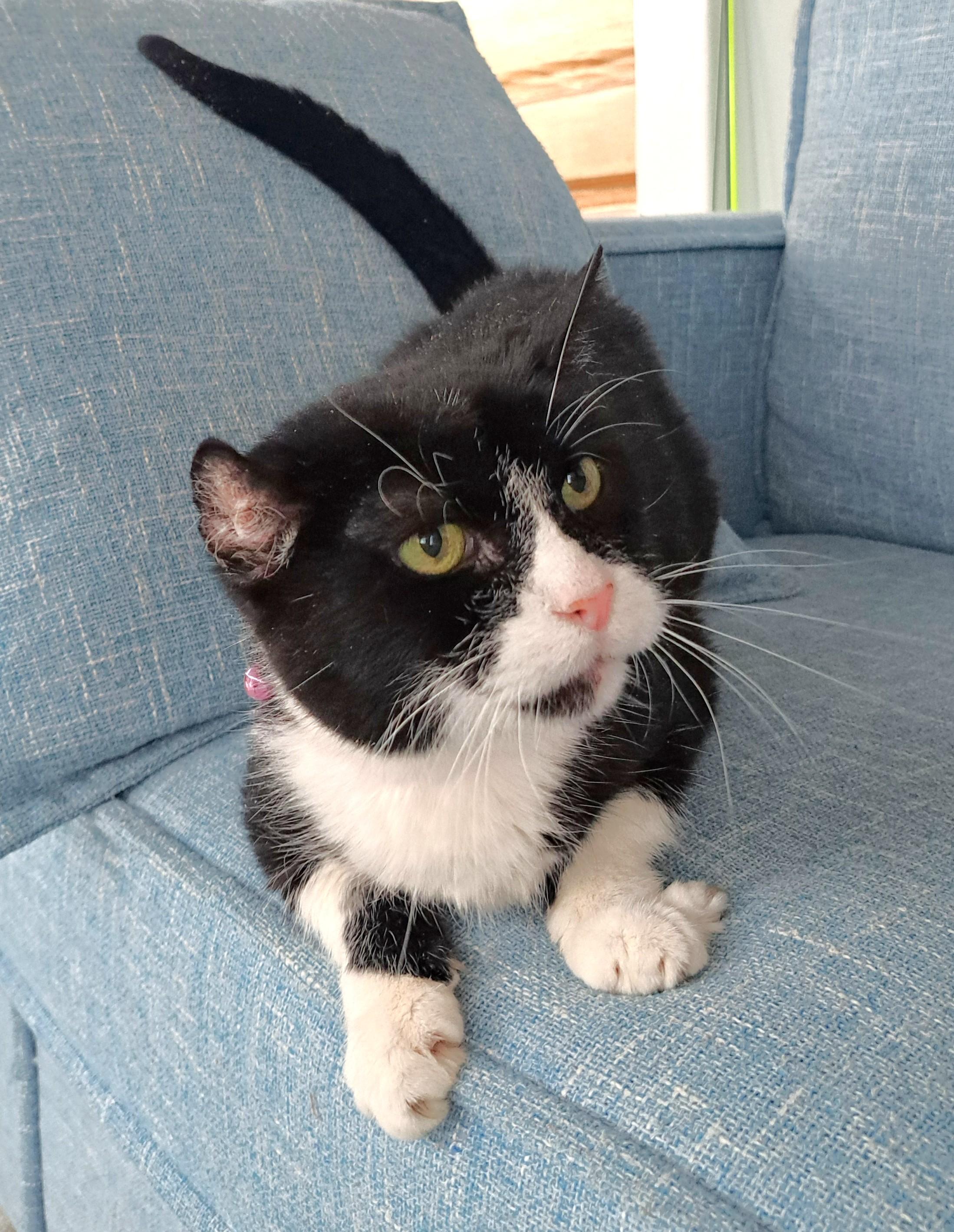 Enlarge Petunia, a ADOPTABLE Tuxedo in New Albany, OH image 2/6