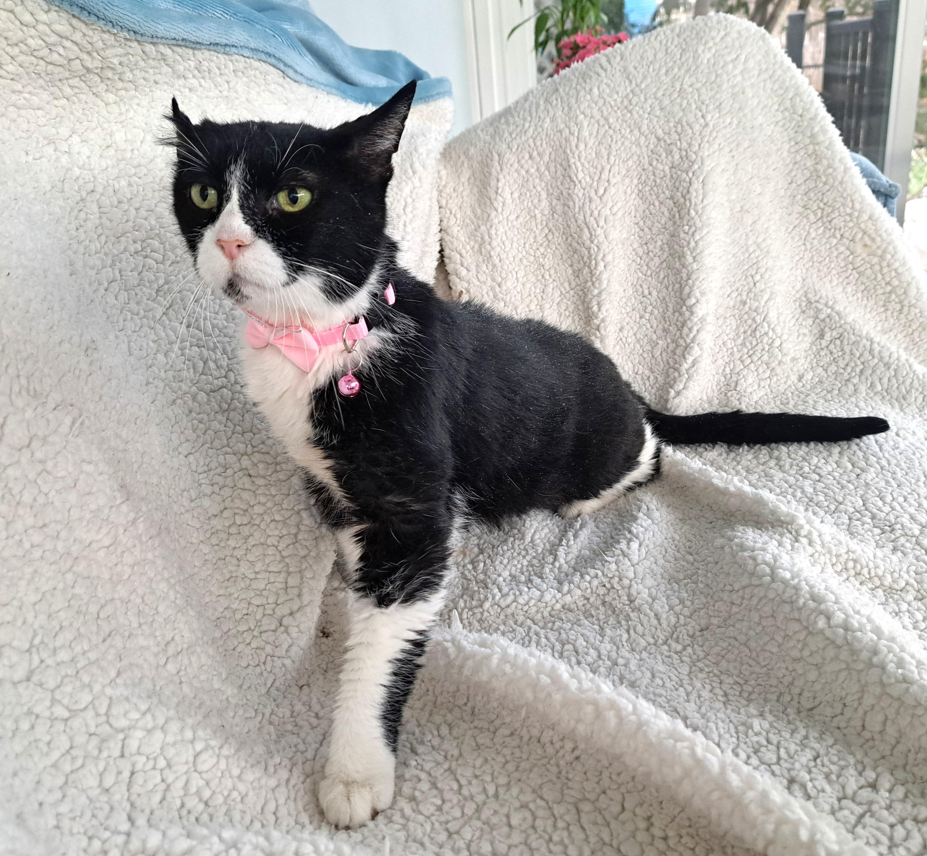 Enlarge Petunia, a ADOPTABLE Tuxedo in New Albany, OH image 6/6