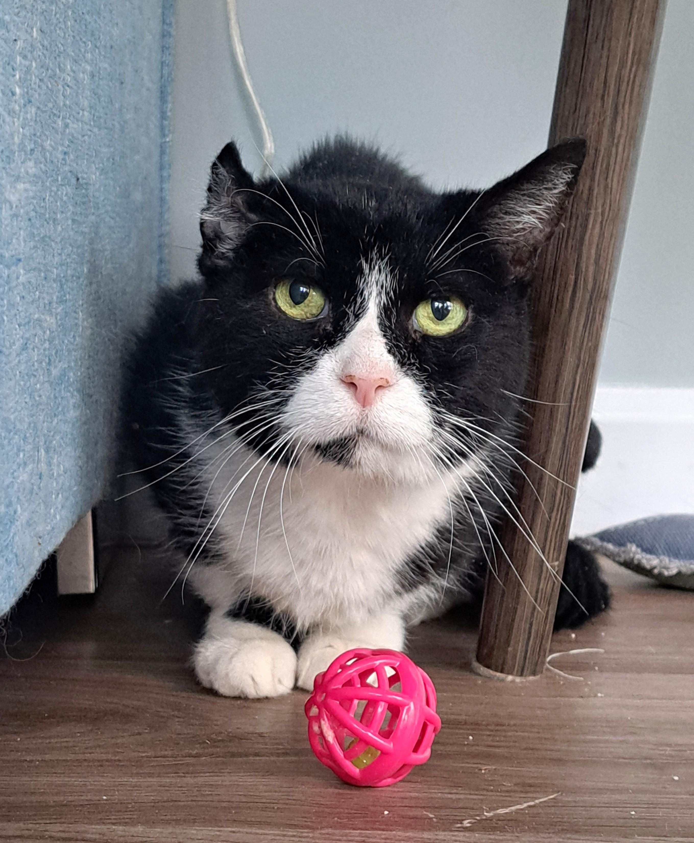 Enlarge Petunia, a ADOPTABLE Tuxedo in New Albany, OH image 3/6