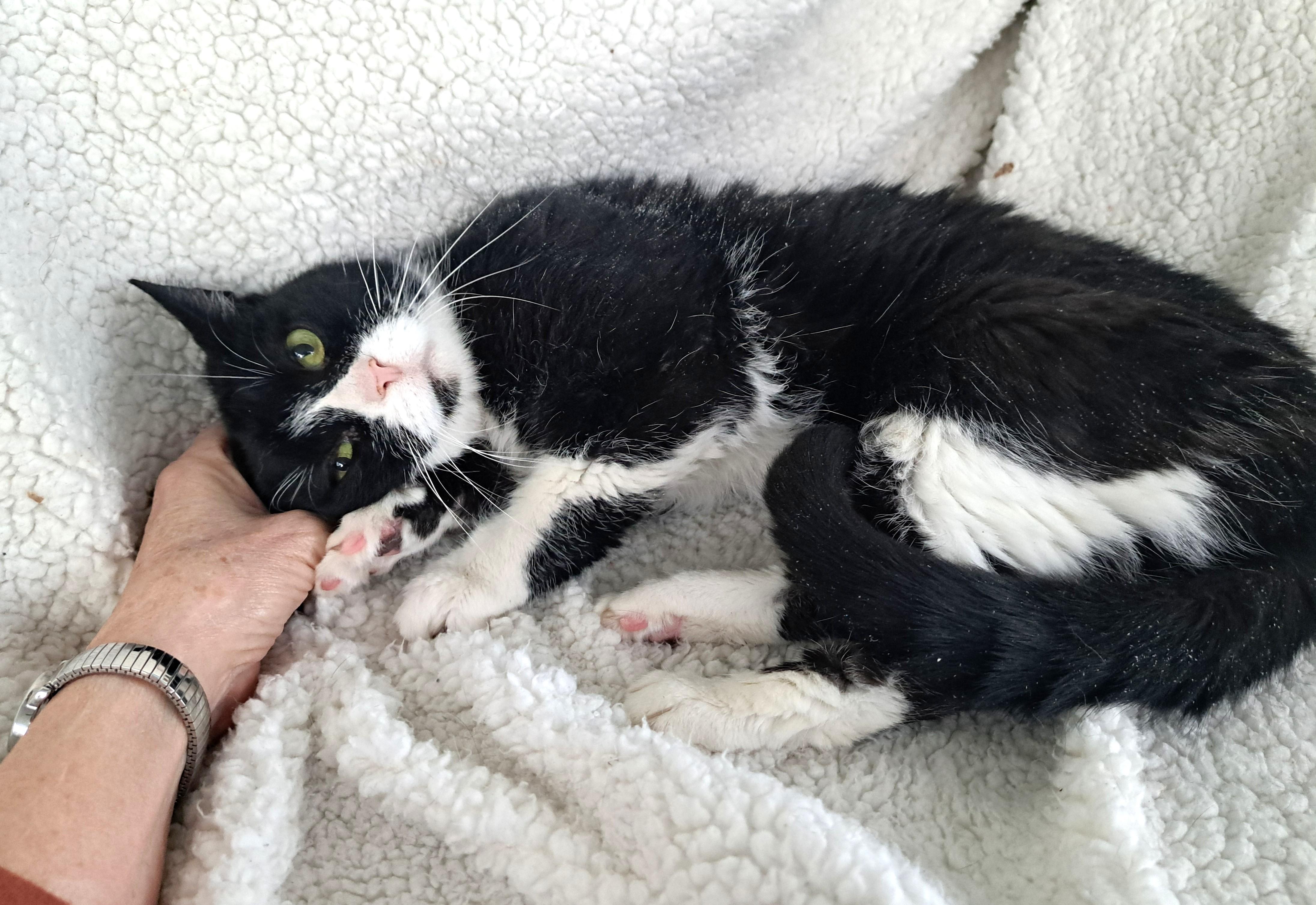 Petunia, ADOPTABLE, Senior Female Tuxedo.