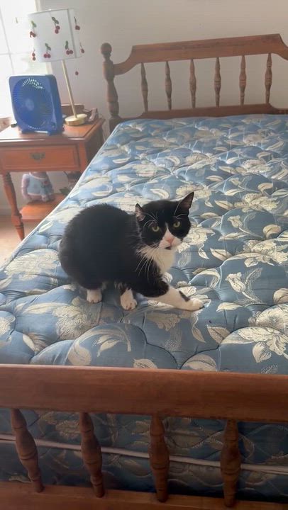 Enlarge Petunia, a ADOPTABLE Tuxedo in New Albany, OH video 2/6