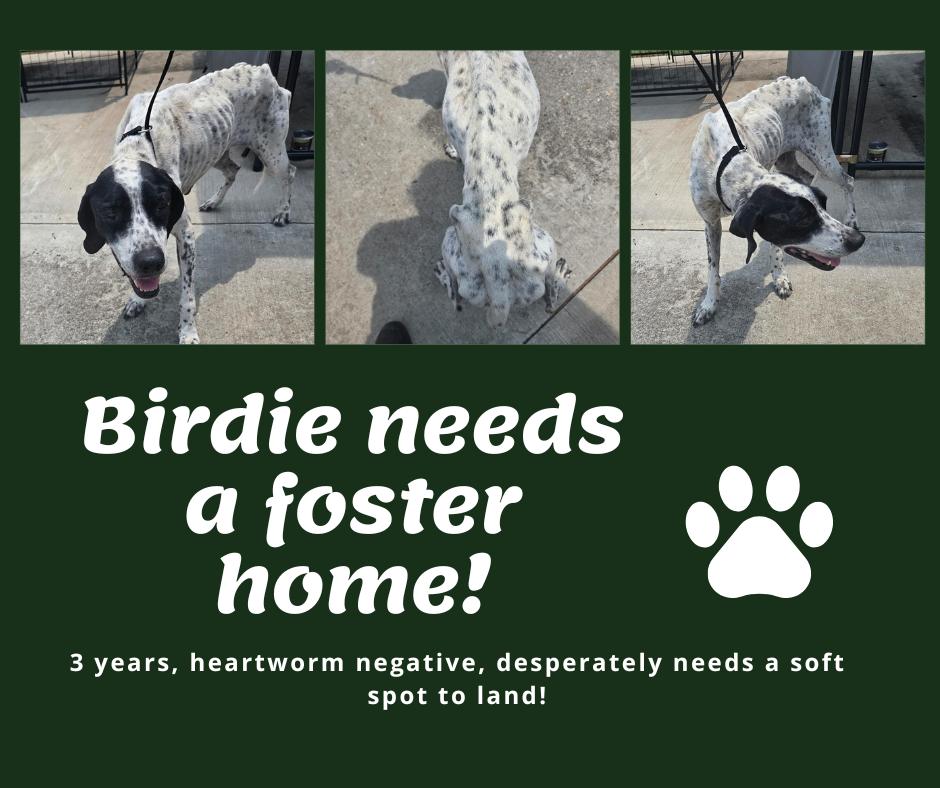 Needs Foster Birdie (GA), ADOPTABLE, Adult Female English Pointer.